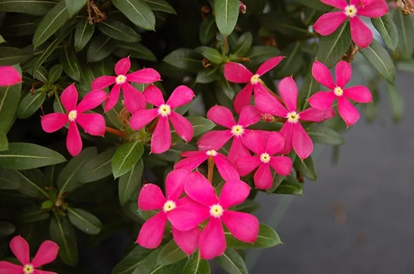 Soiree Kawaii® Coral Vinca 10 Soiree Kawaii® Coral Vinca