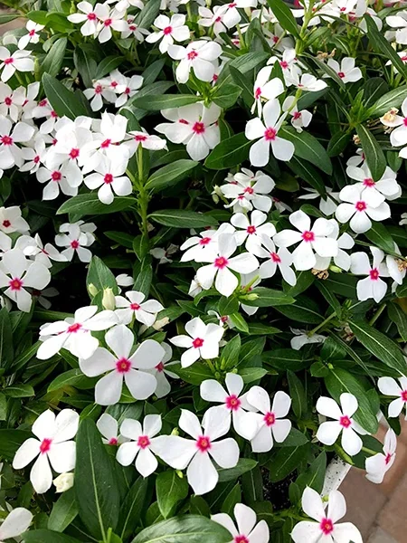 Soiree Kawaii® White Peppermint Vinca