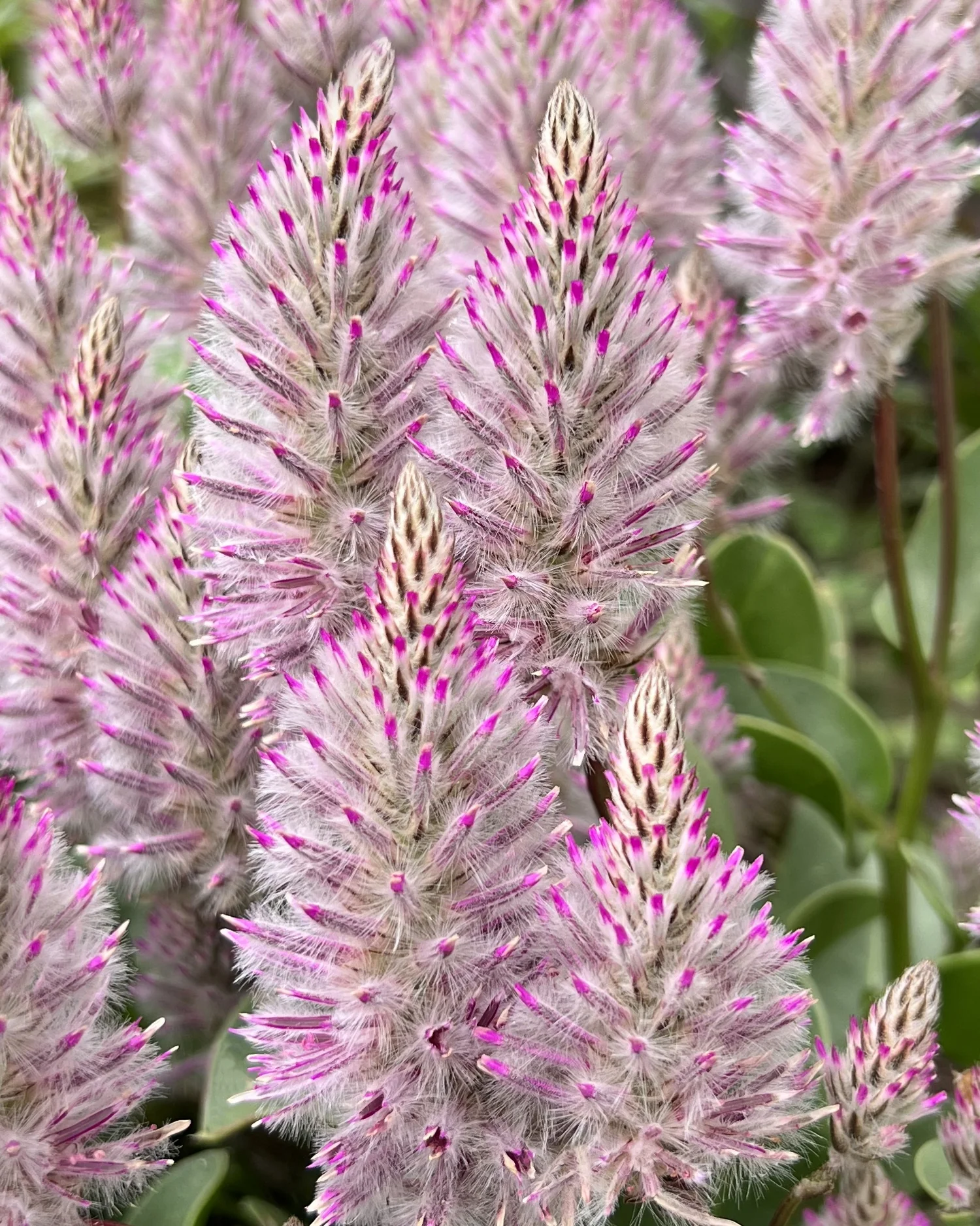 Joey Improved Ptilotus 3 Joey Improved Ptilotus