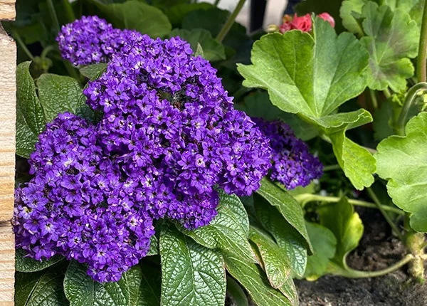 Hinto Amethyst Heliotrope 1 Hinto Amethyst Heliotrope