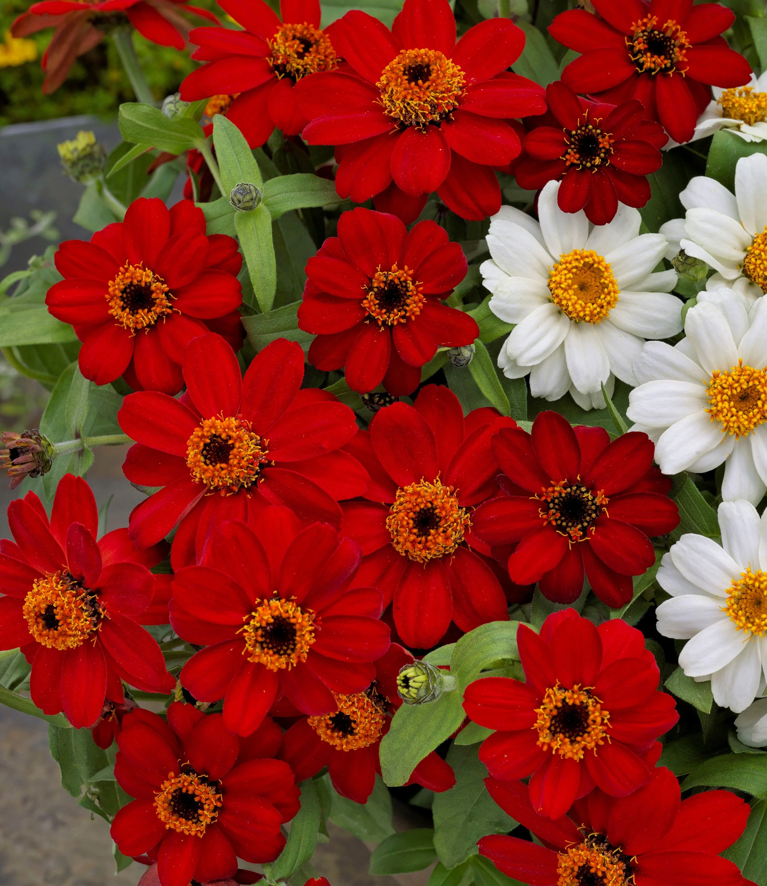 Profusion Red Zinnia 2 Profusion Red Zinnia