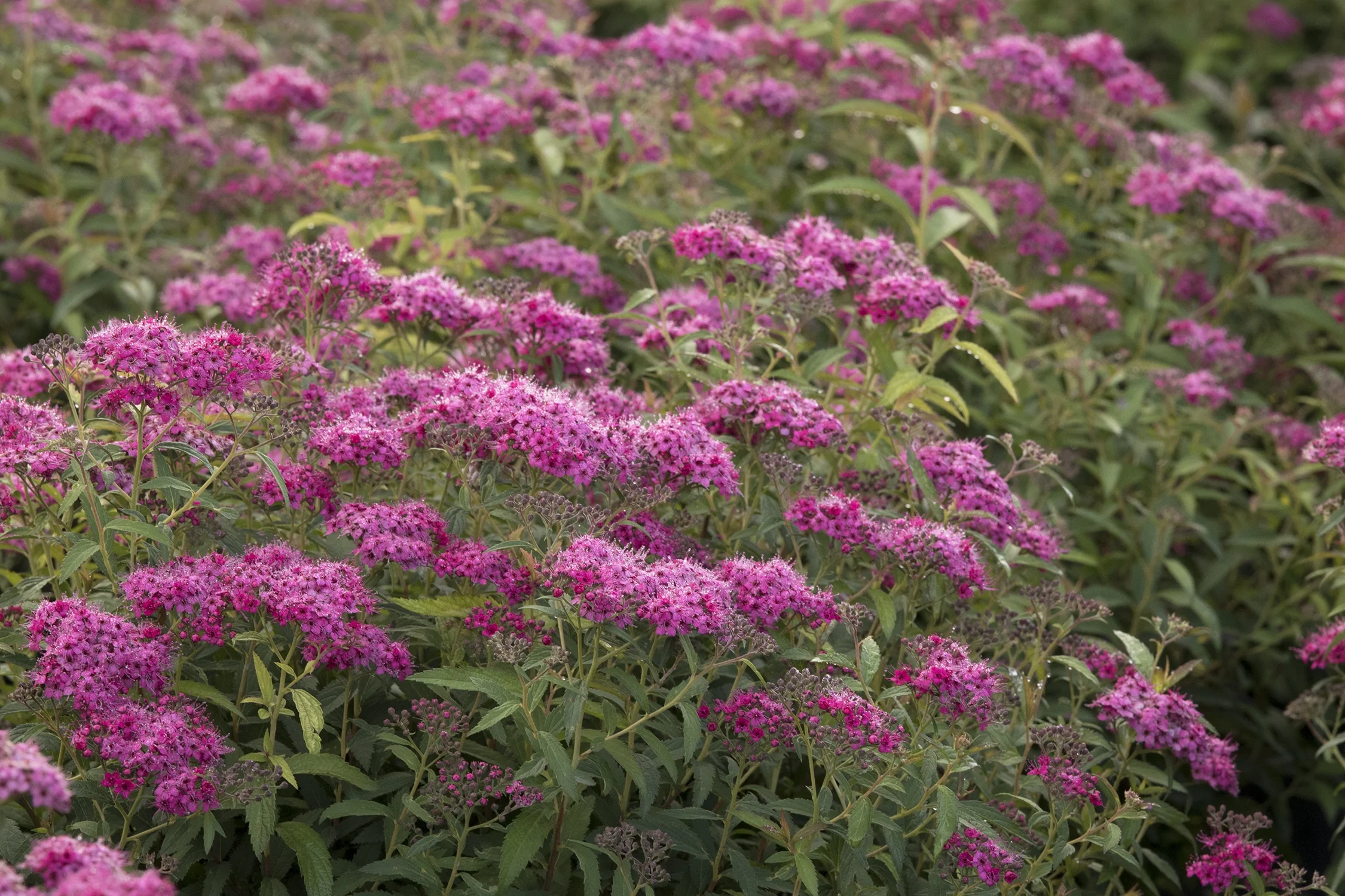 Neon Flash Spirea 1 Neon Flash Spirea