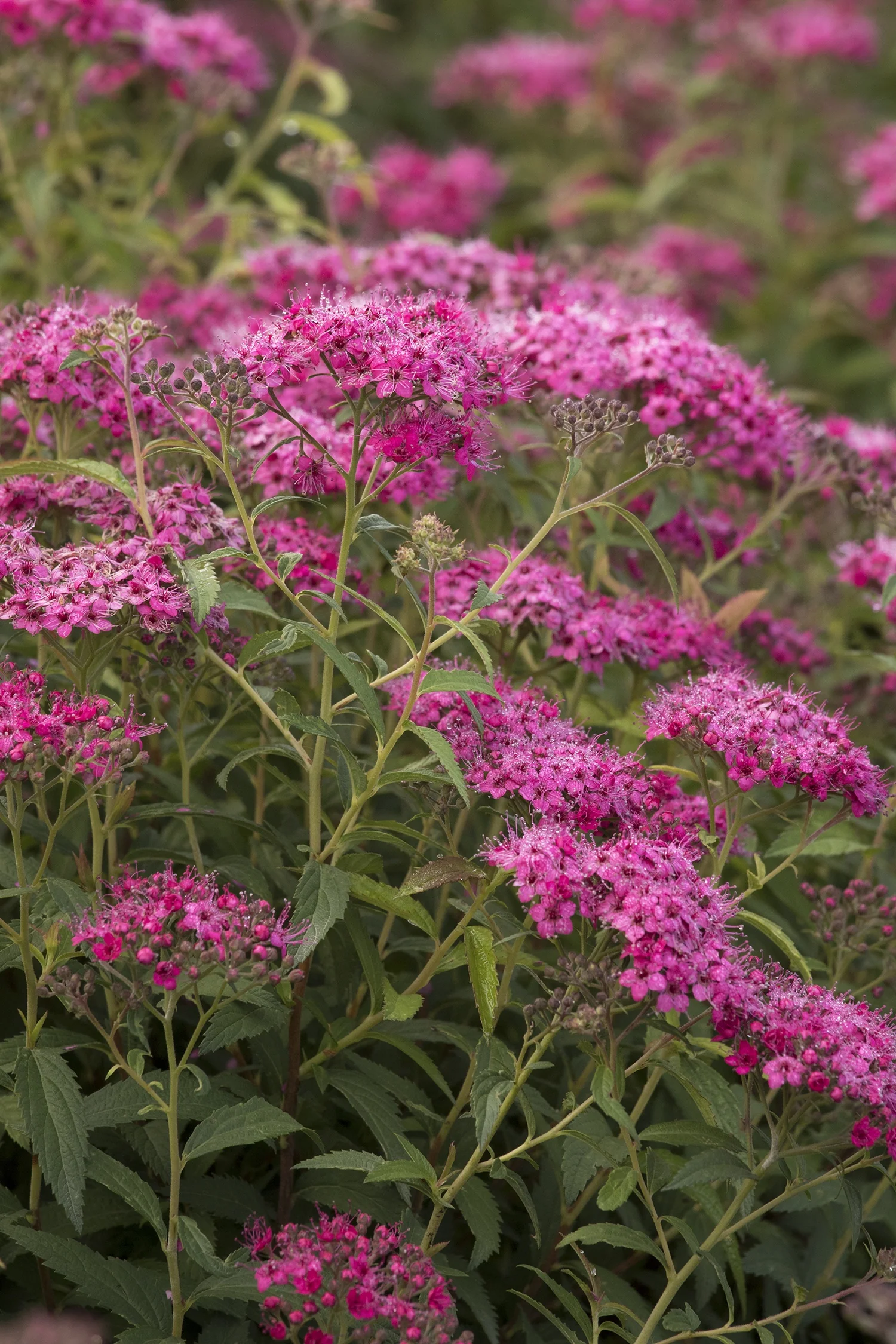 Neon Flash Spirea 2 Neon Flash Spirea
