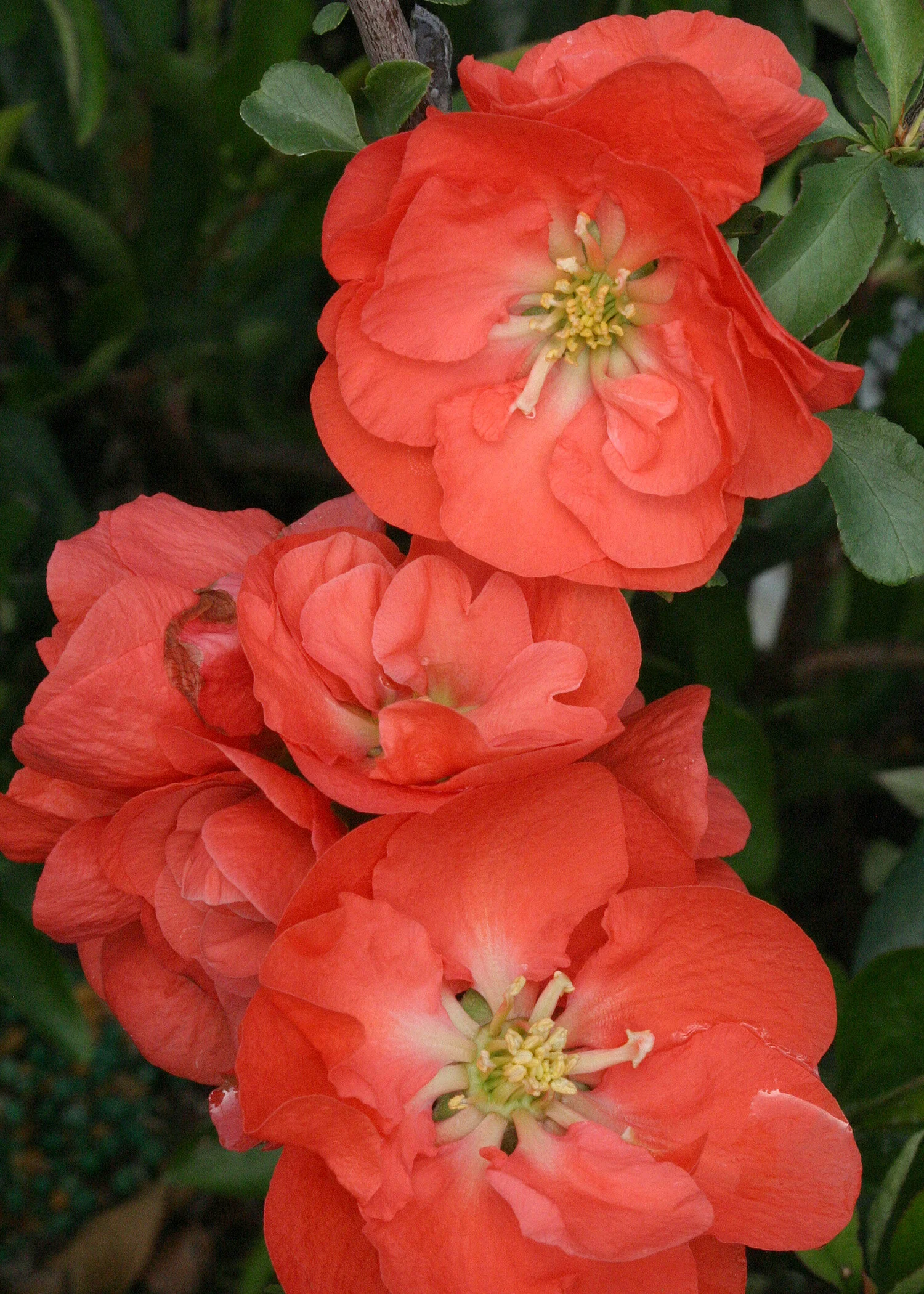 Double Take Orange™ Flowering Quince 4 Double Take Orange™ Flowering Quince