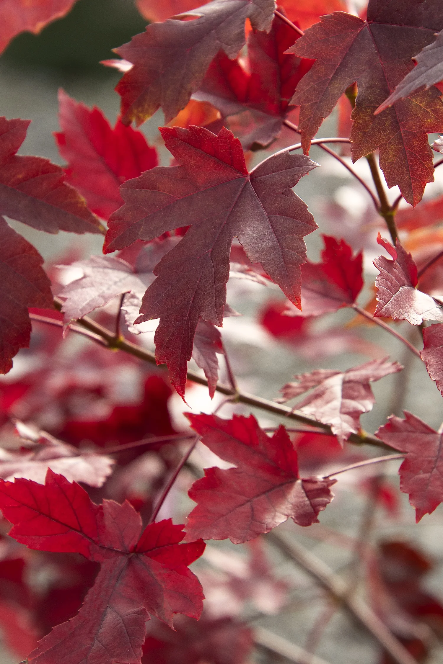 Autumn Blaze® Maple 7 Autumn Blaze® Maple