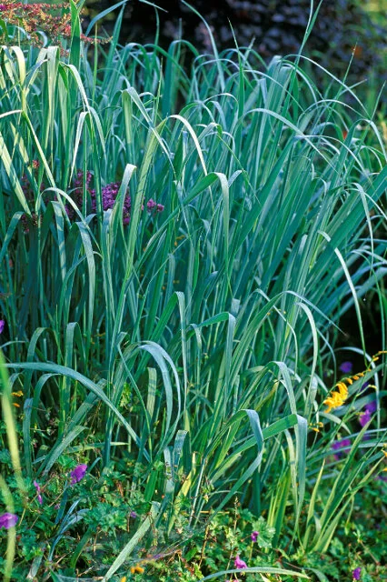 Dallas Blues Switch Grass
