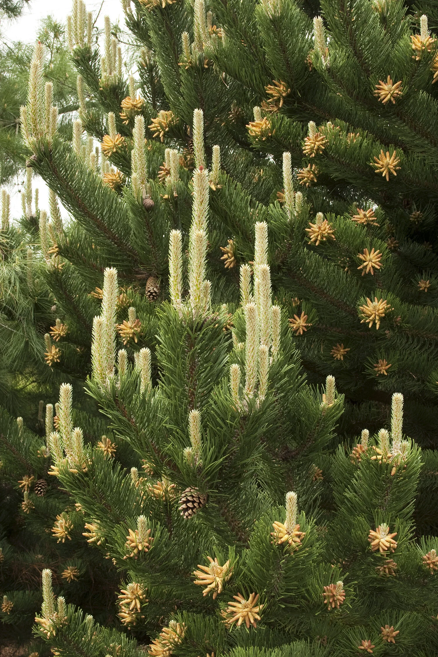 Oregon Green Austrian Pine 5 Oregon Green Austrian Pine