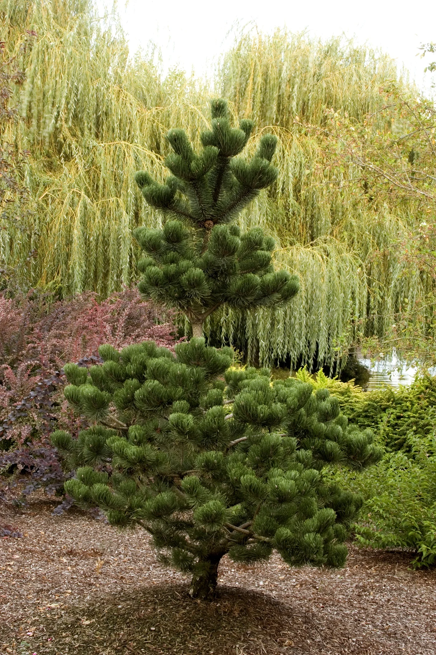 Oregon Green Austrian Pine 2 Oregon Green Austrian Pine