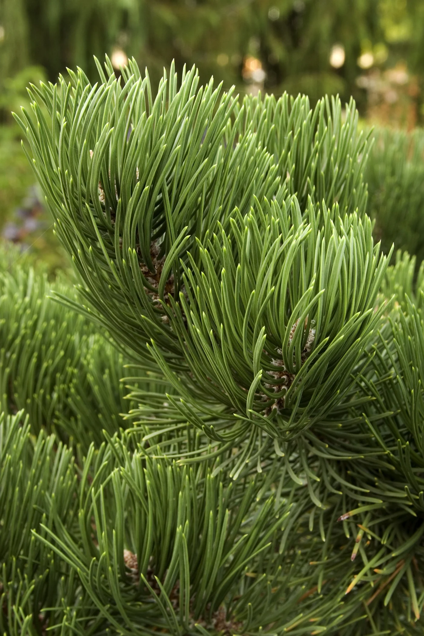 Oregon Green Austrian Pine 3 Oregon Green Austrian Pine