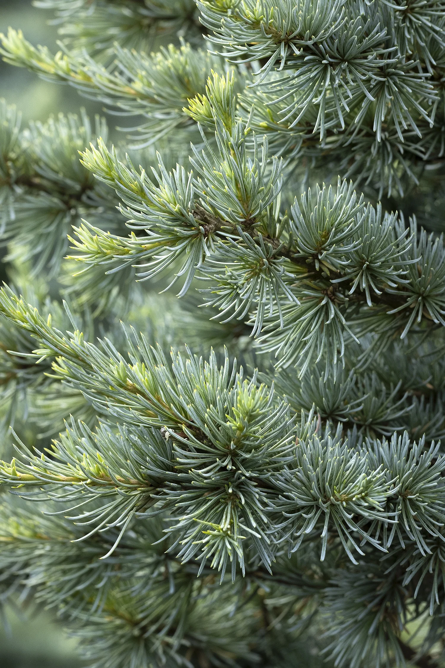 Horstmann Blue Atlas Cedar 5 Horstmann Blue Atlas Cedar