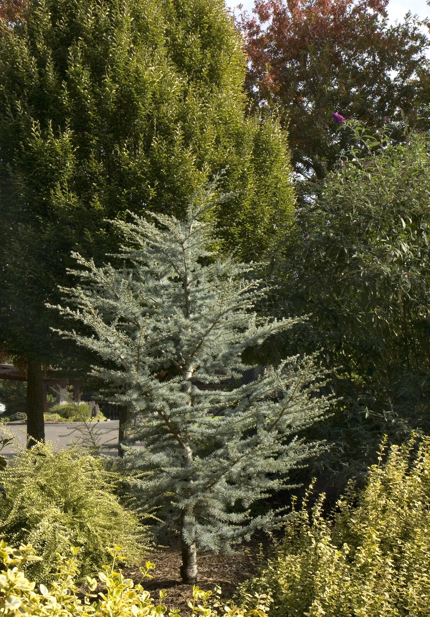 Horstmann Blue Atlas Cedar