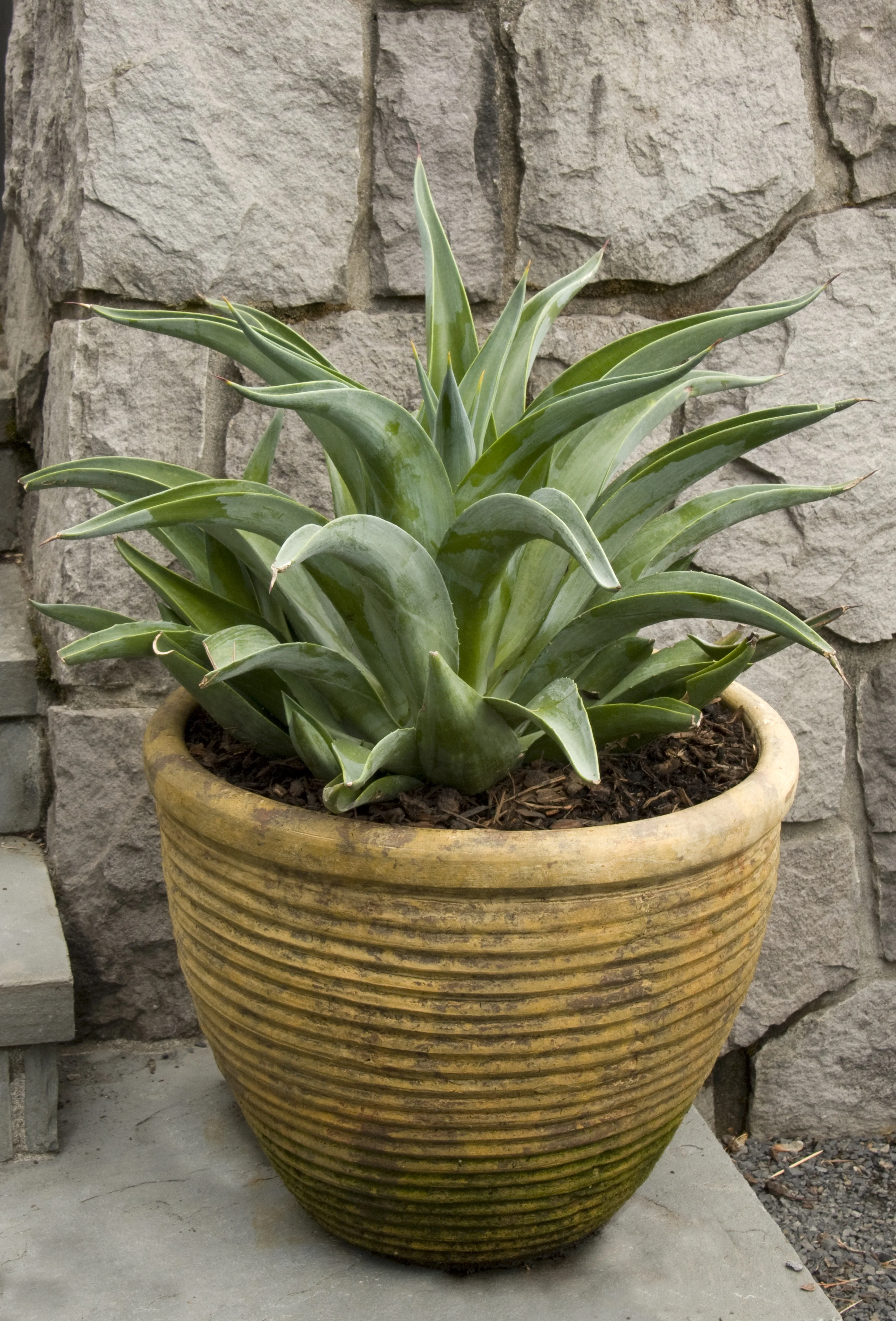 Dwarf Smooth Agave 1 Dwarf Smooth Agave
