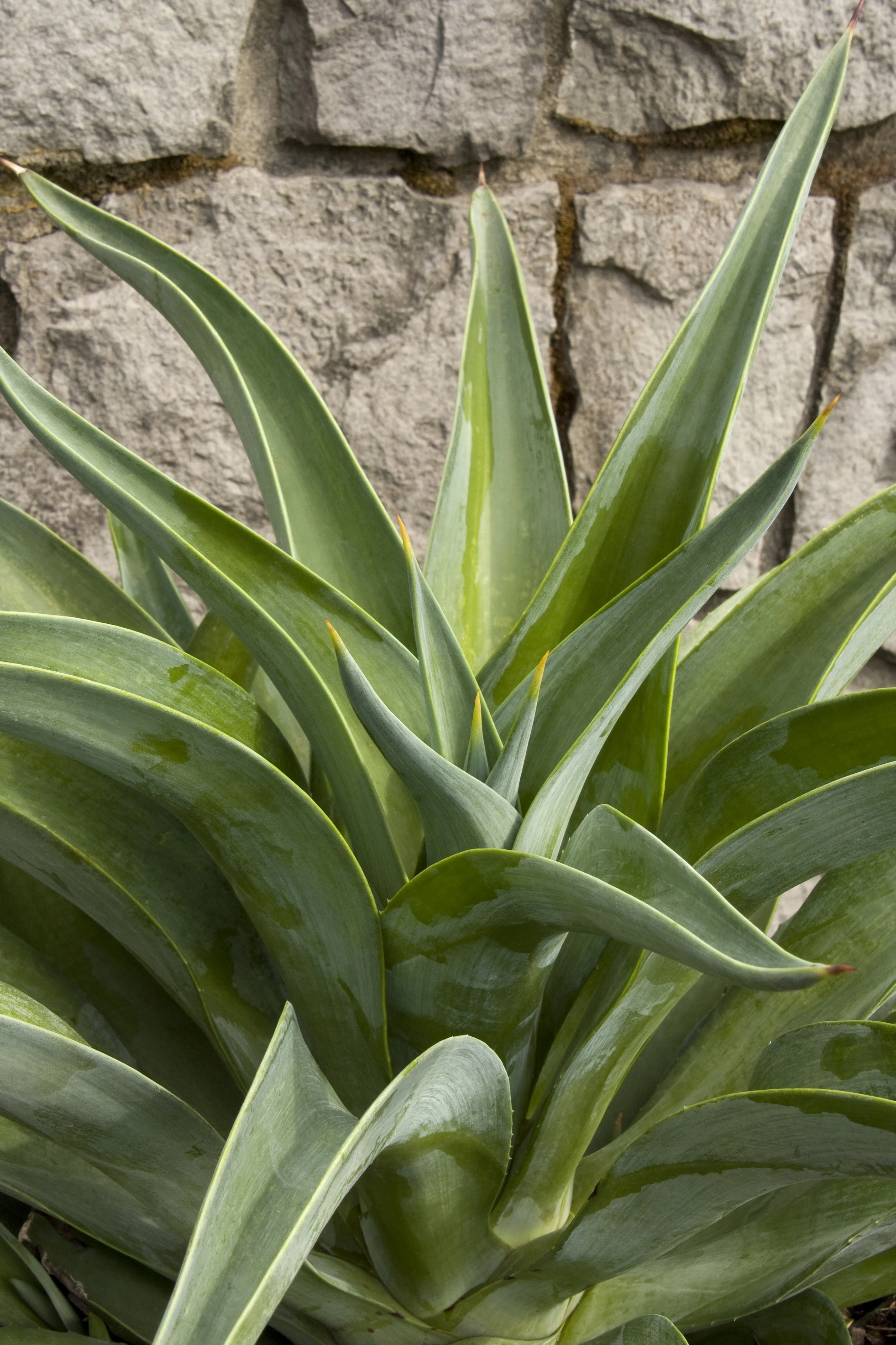 Dwarf Smooth Agave 2 Dwarf Smooth Agave