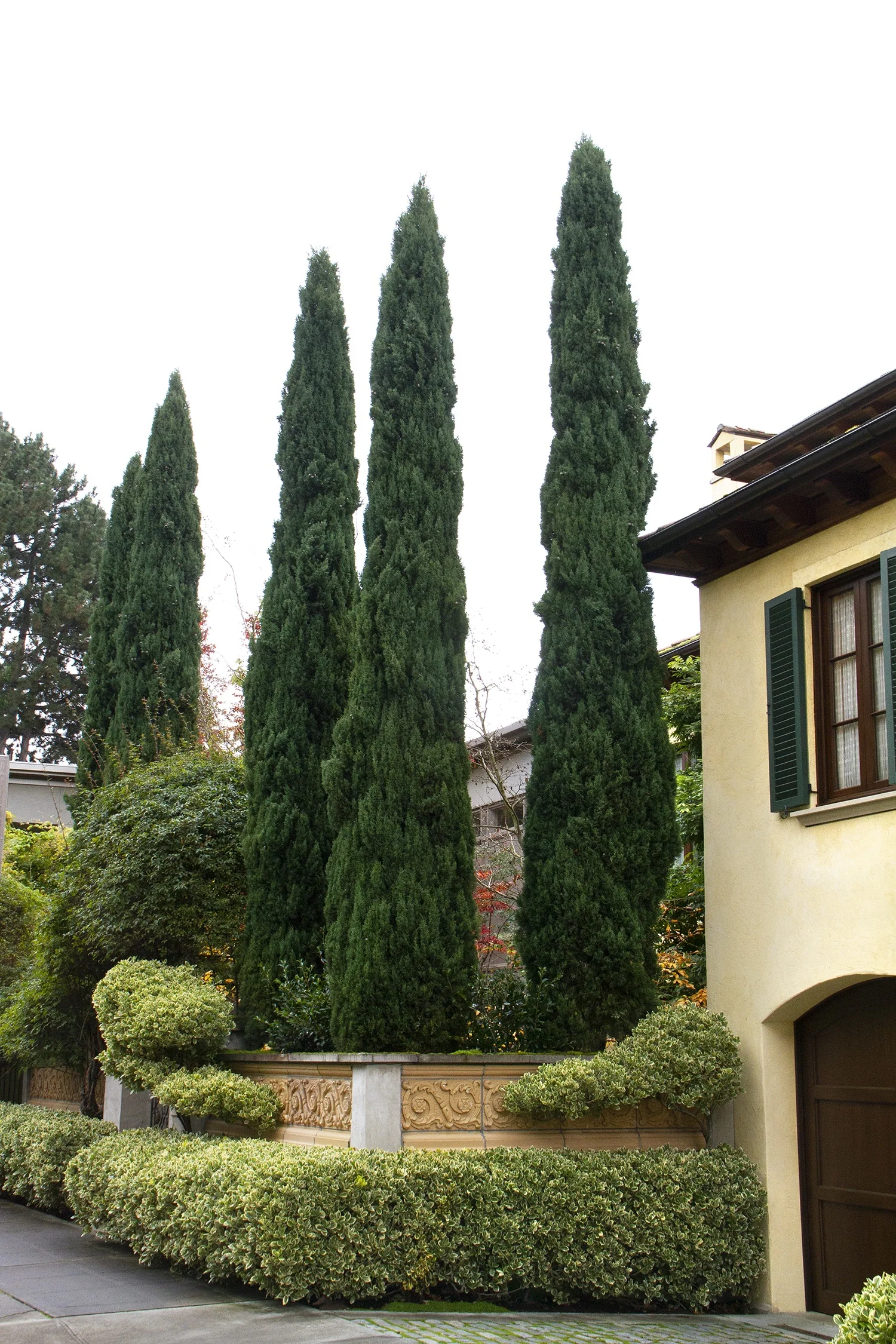 Blue Italian Cypress 1 Blue Italian Cypress
