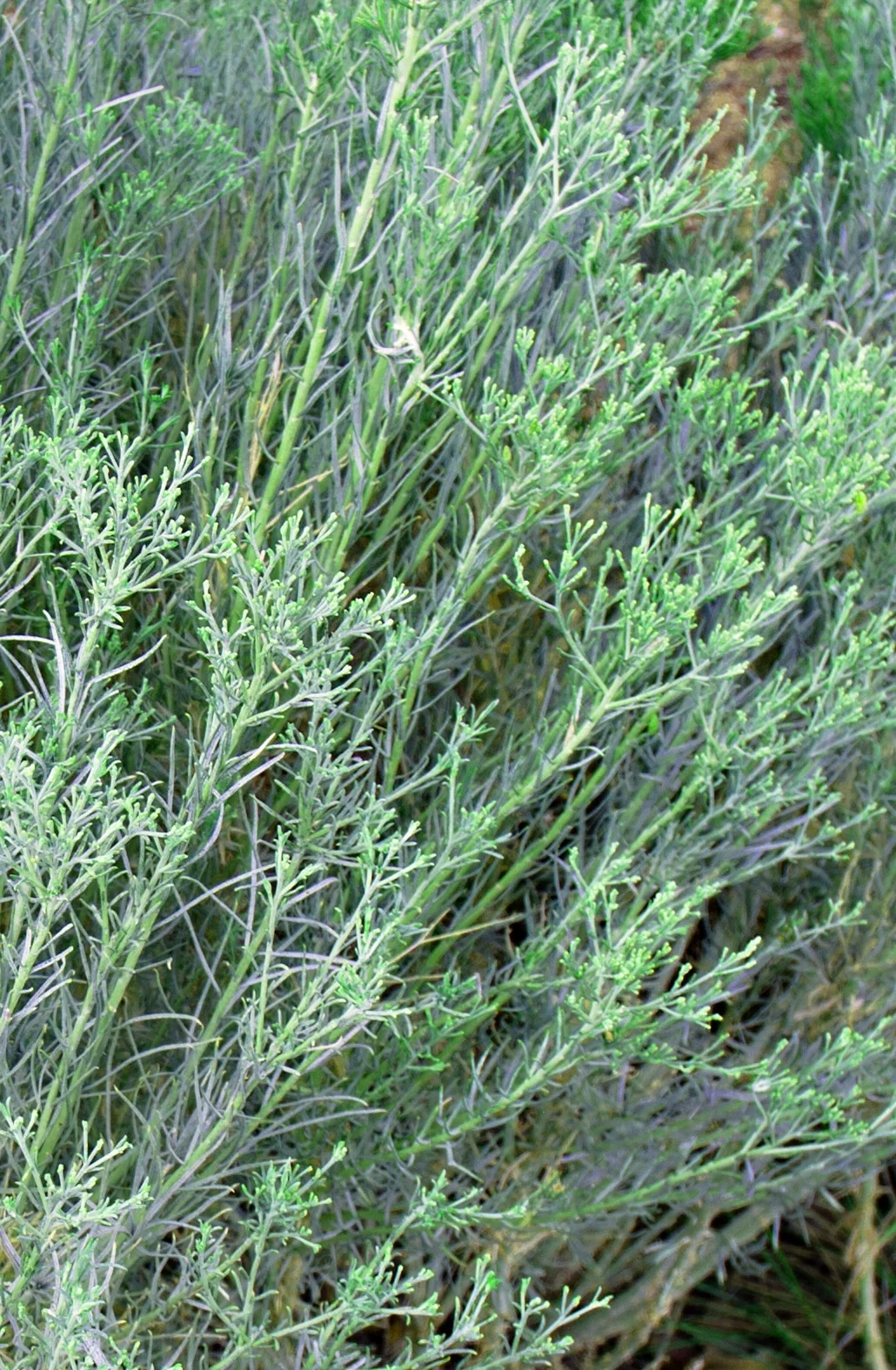 Canyon Gray California Sagebrush 1 Canyon Gray California Sagebrush