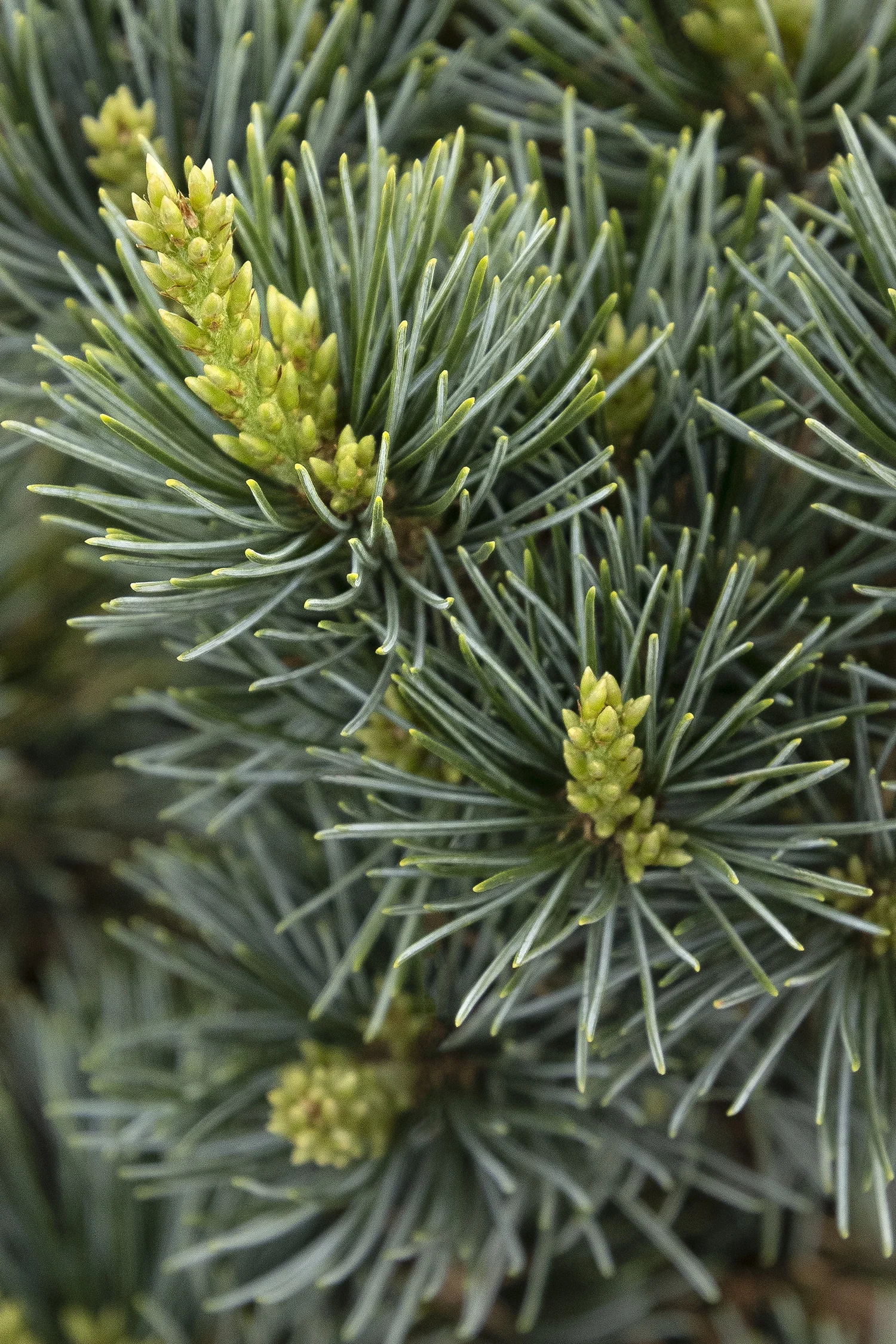 Dwarf Japanese White Pine