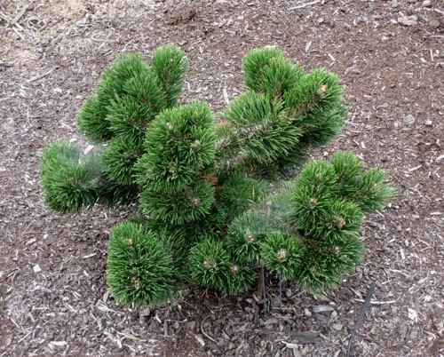 Jakobsen Mugo Pine 4 Jakobsen Mugo Pine