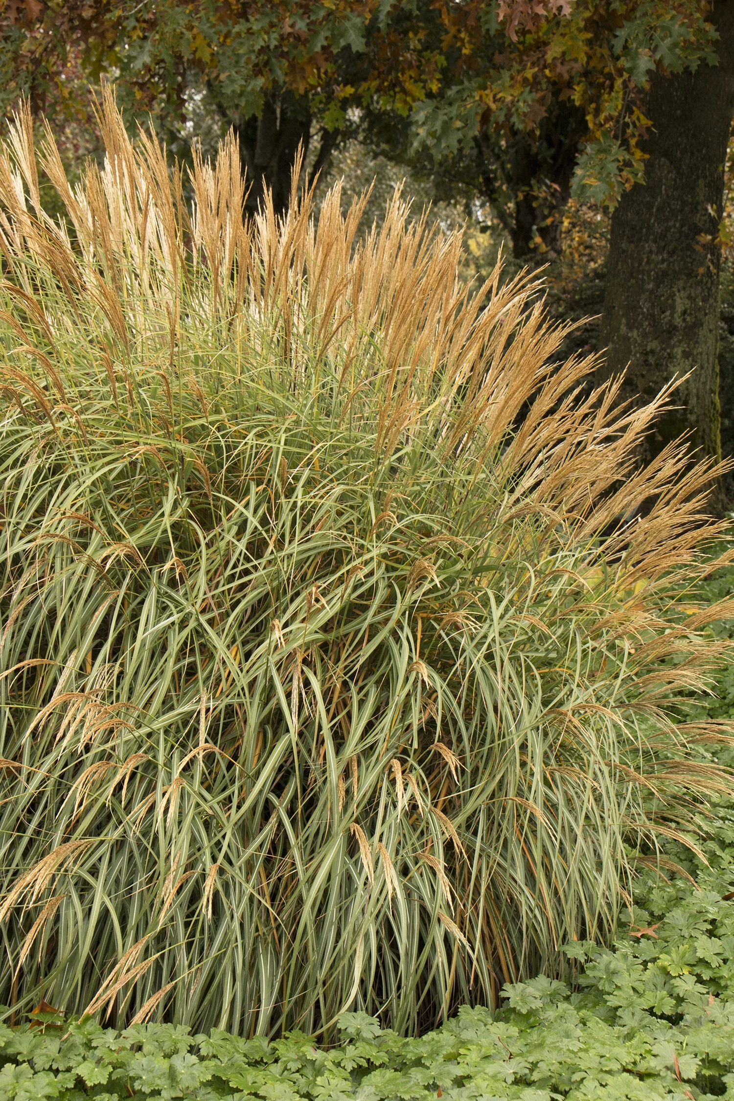 Adagio Maiden Grass
