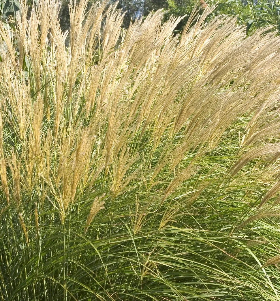 Adagio Maiden Grass