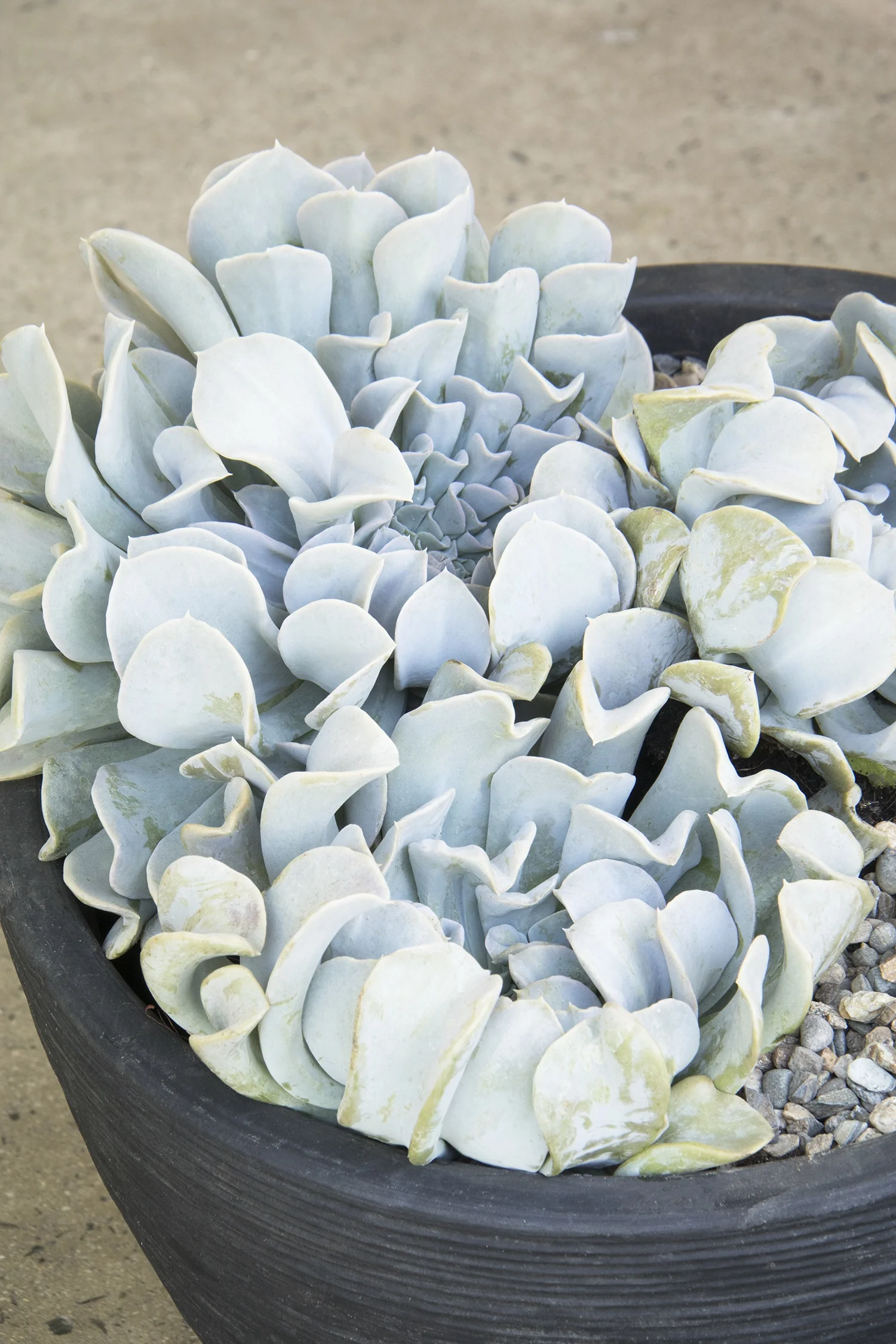 Topsy Turvy Echeveria