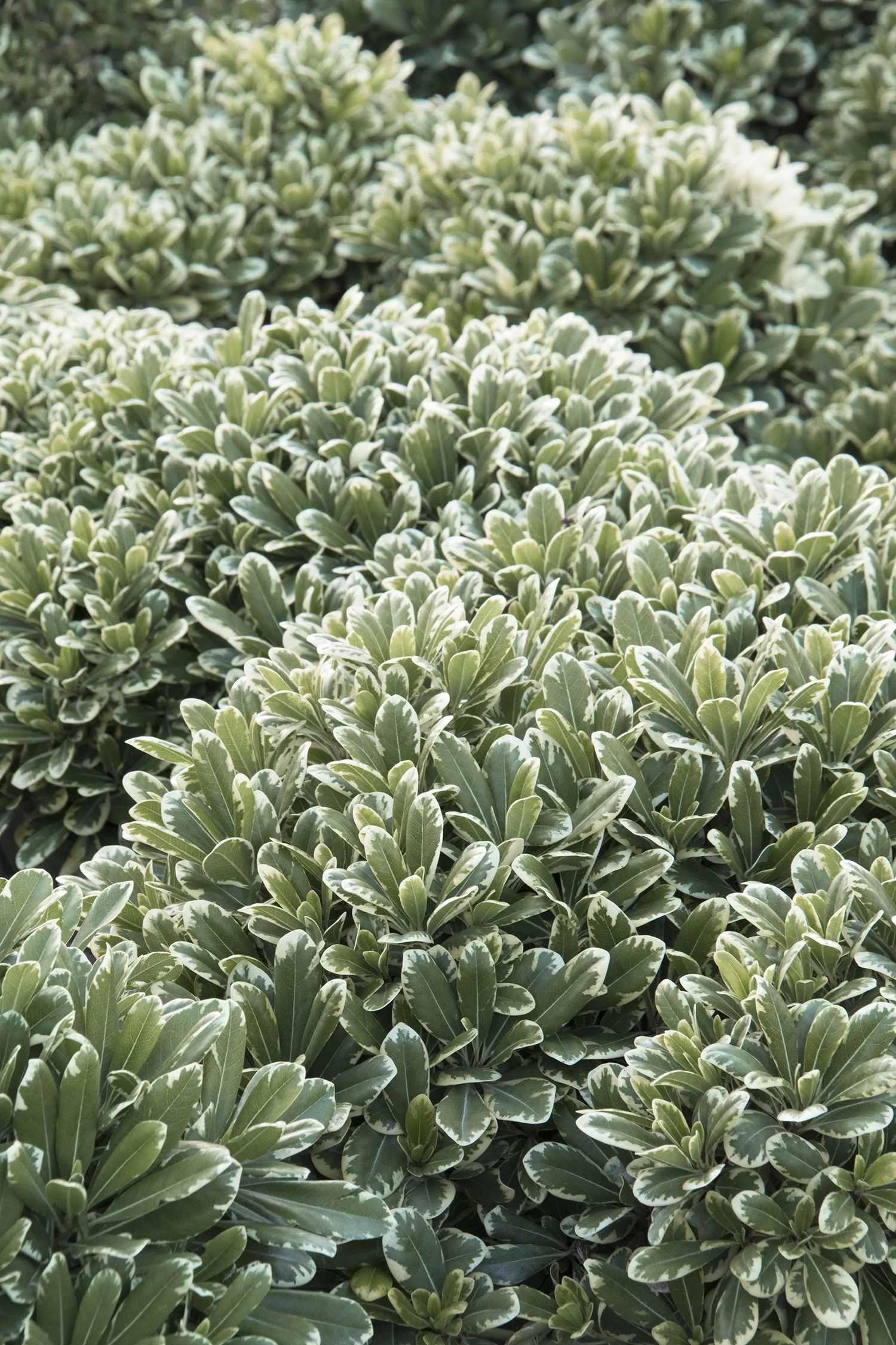 Cream De Mint® Dwarf Pittosporum 3 Cream De Mint® Dwarf Pittosporum