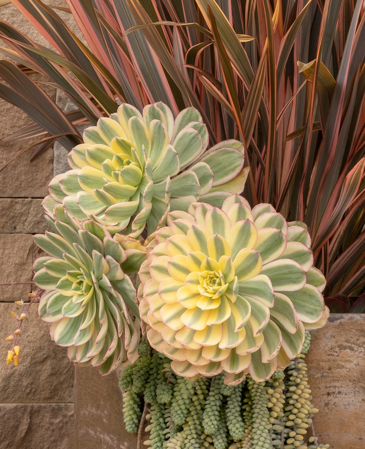 Sunburst Aeonium