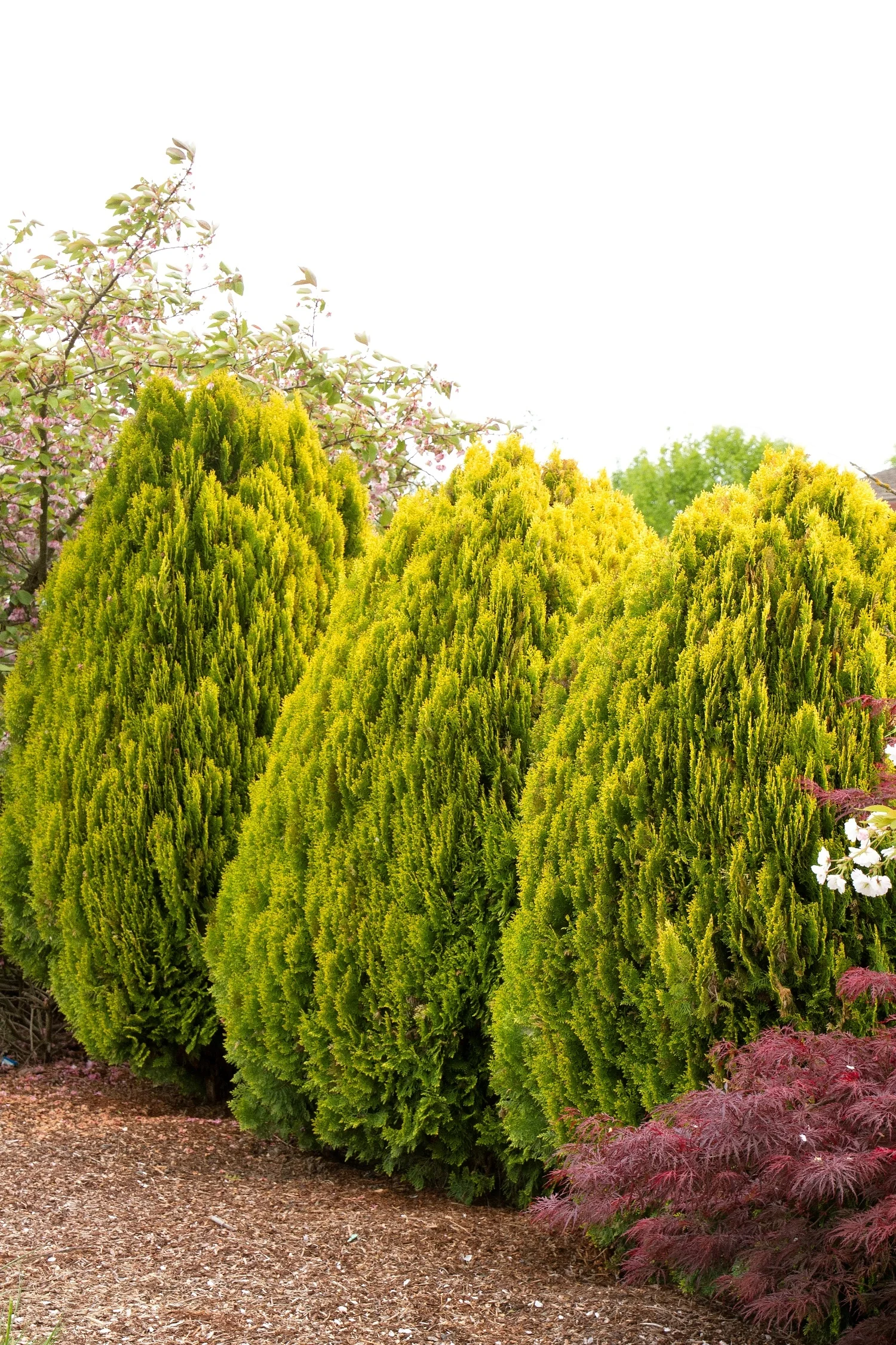 Dwarf Golden Arborvitae