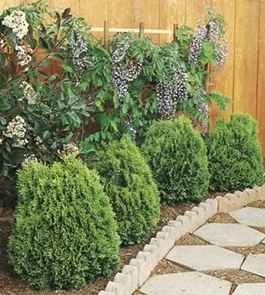 Westmont Chinese Arborvitae 2 Westmont Chinese Arborvitae