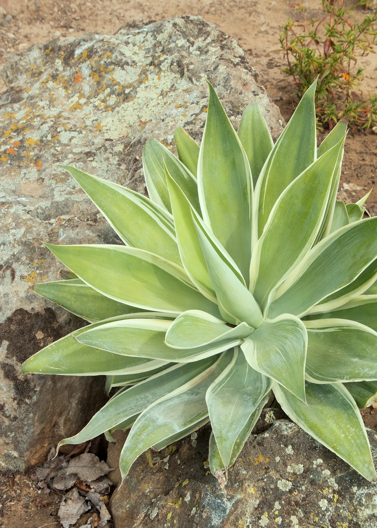 Ray of Light Fox Tail Agave
