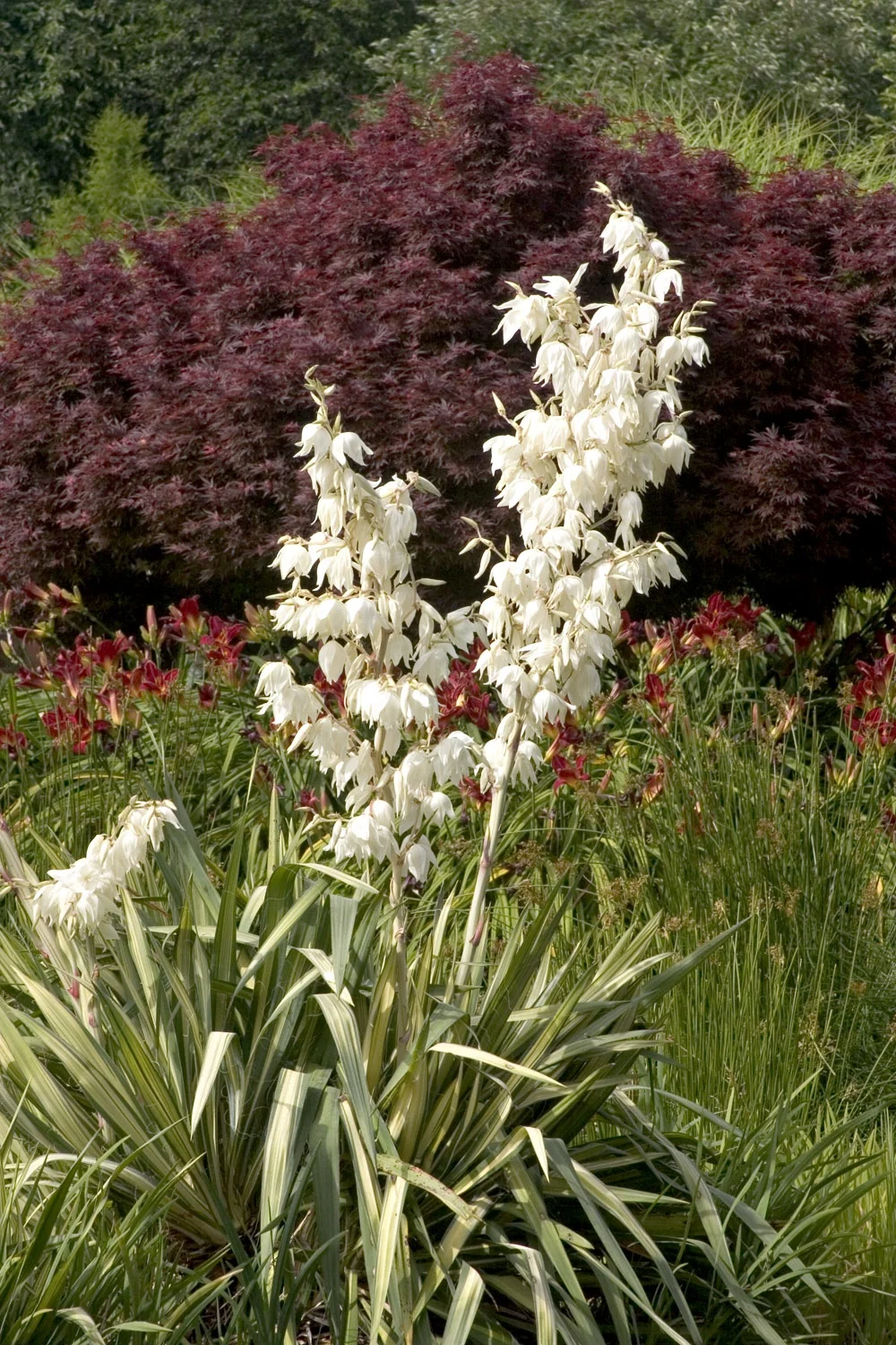 Golden Sword Yucca