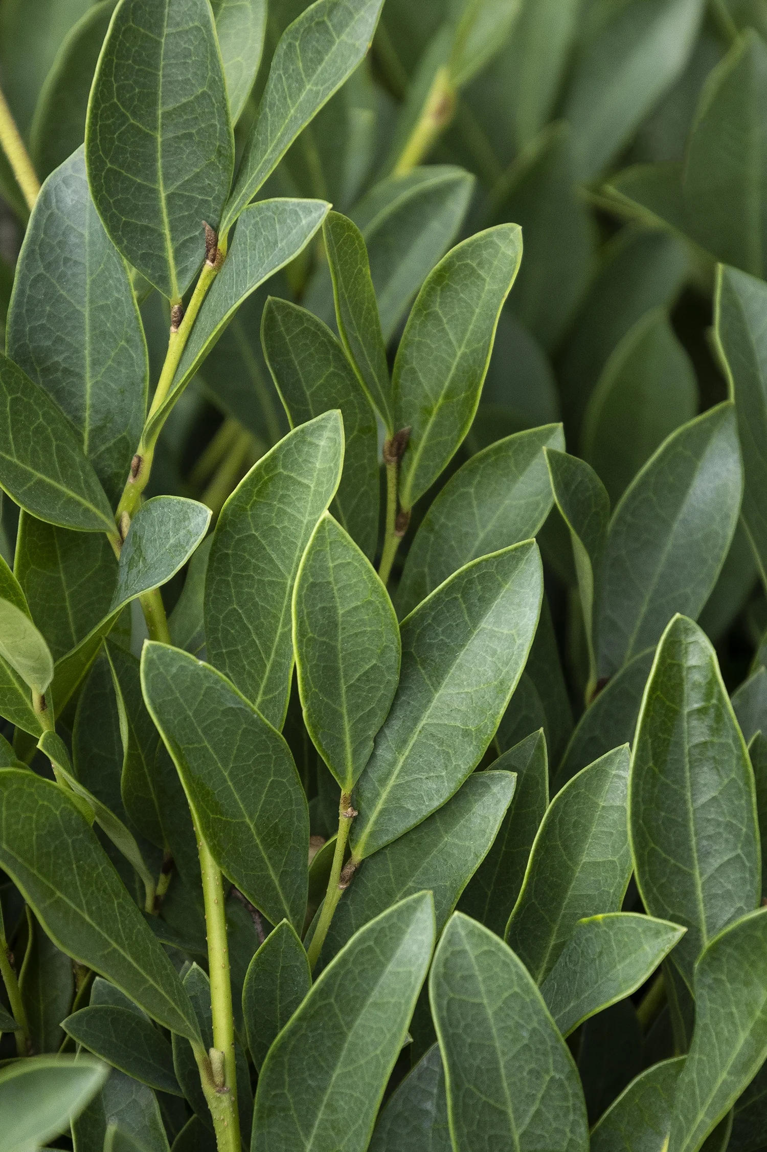 Blue Cascade® Evergreen Distylium
