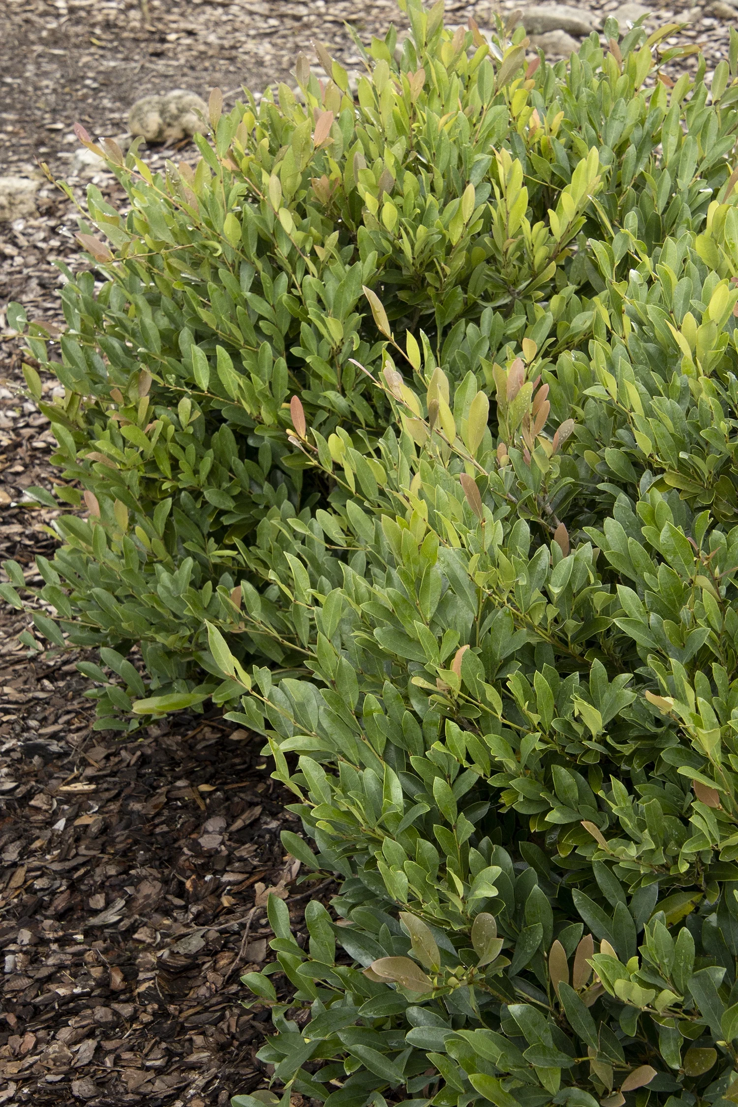Blue Cascade® Evergreen Distylium 2 Blue Cascade® Evergreen Distylium