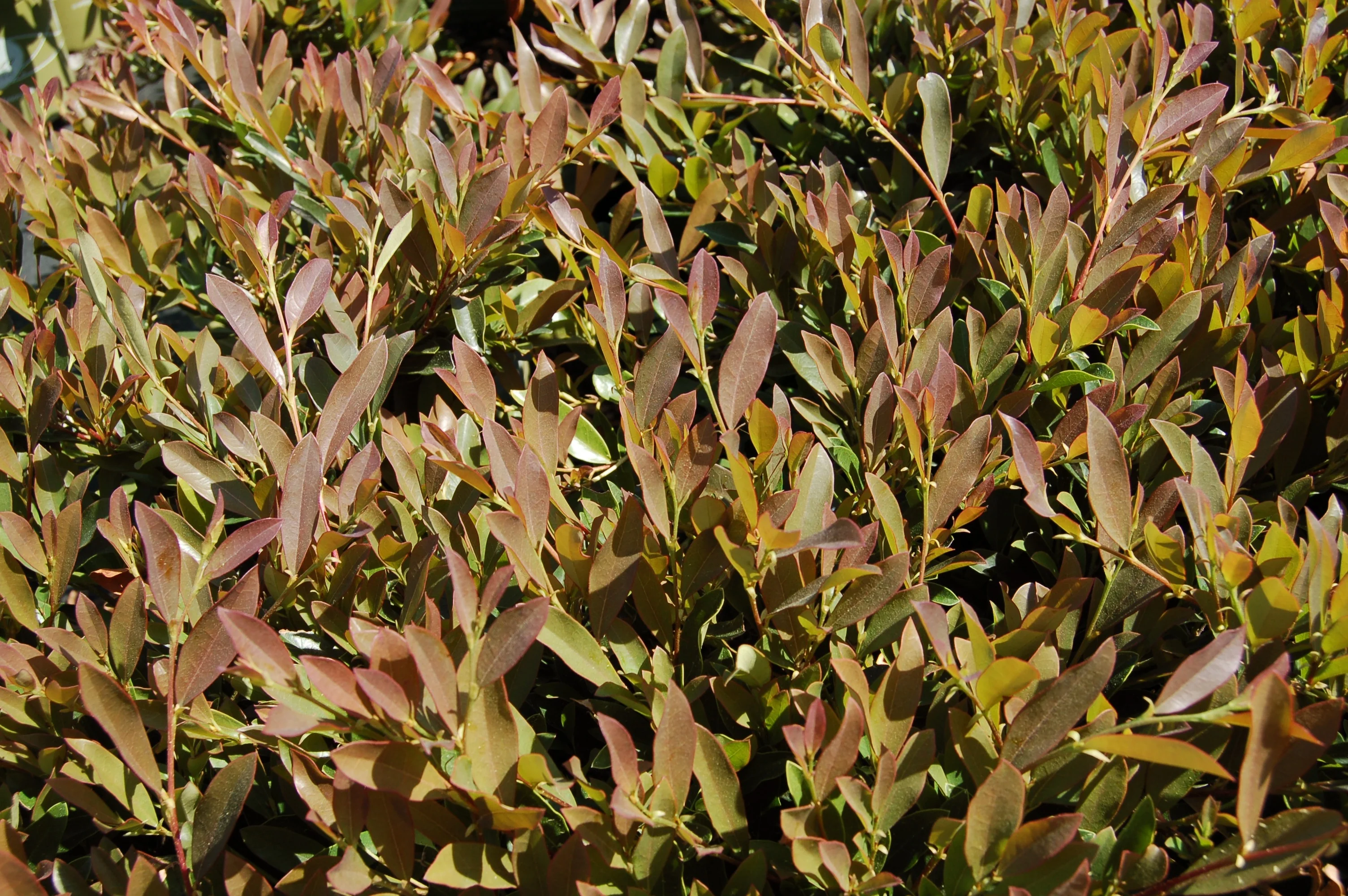Blue Cascade® Evergreen Distylium 3 Blue Cascade® Evergreen Distylium
