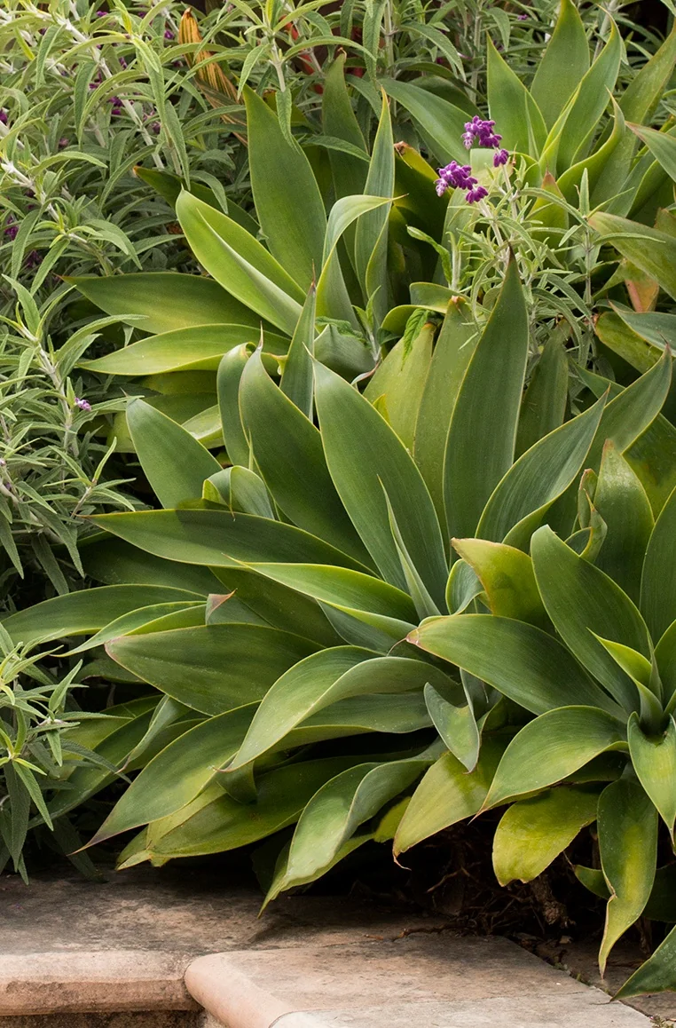 Fox Tail Agave