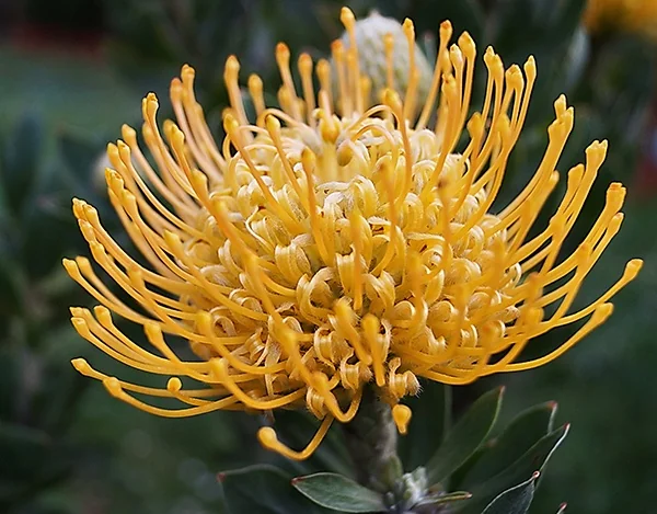 Goldie Pincushion 7 Goldie Pincushion