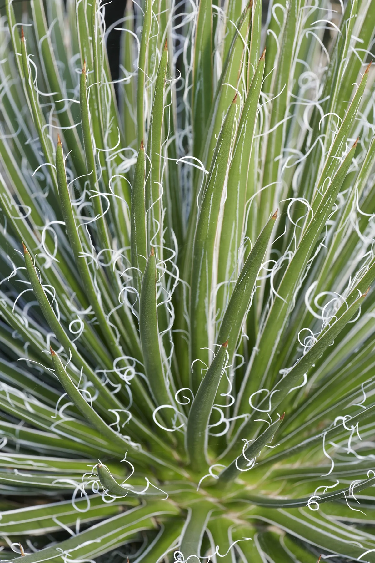 Green Surprise Agave 3 Green Surprise Agave