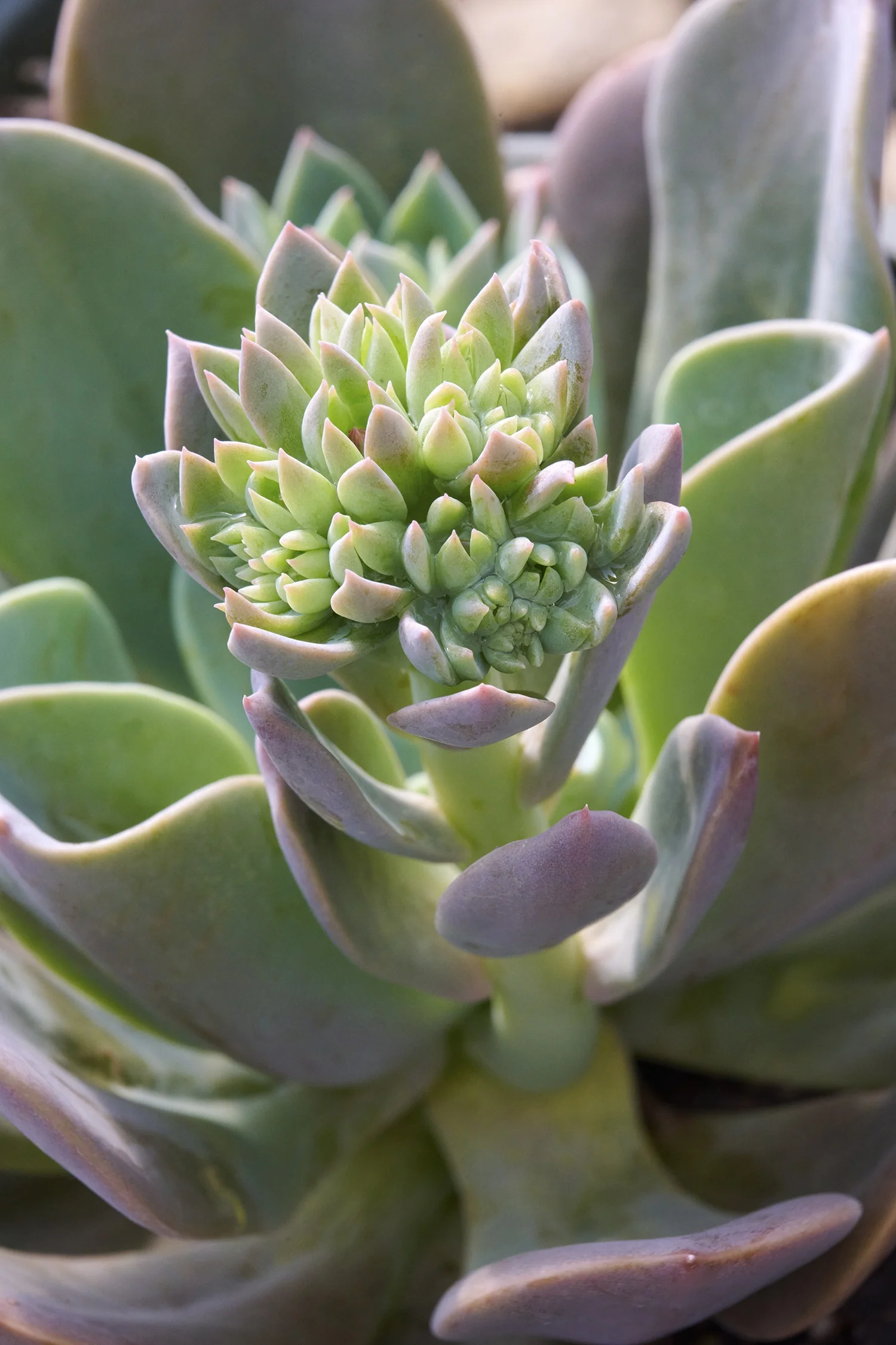 Blue Prince Echeveria 2 Blue Prince Echeveria