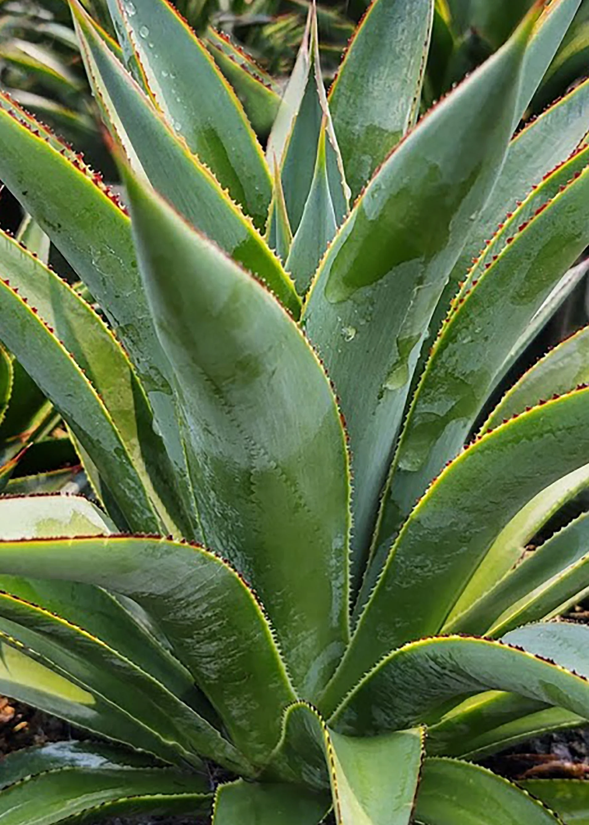 Fountain Surprise Agave 1 Fountain Surprise Agave