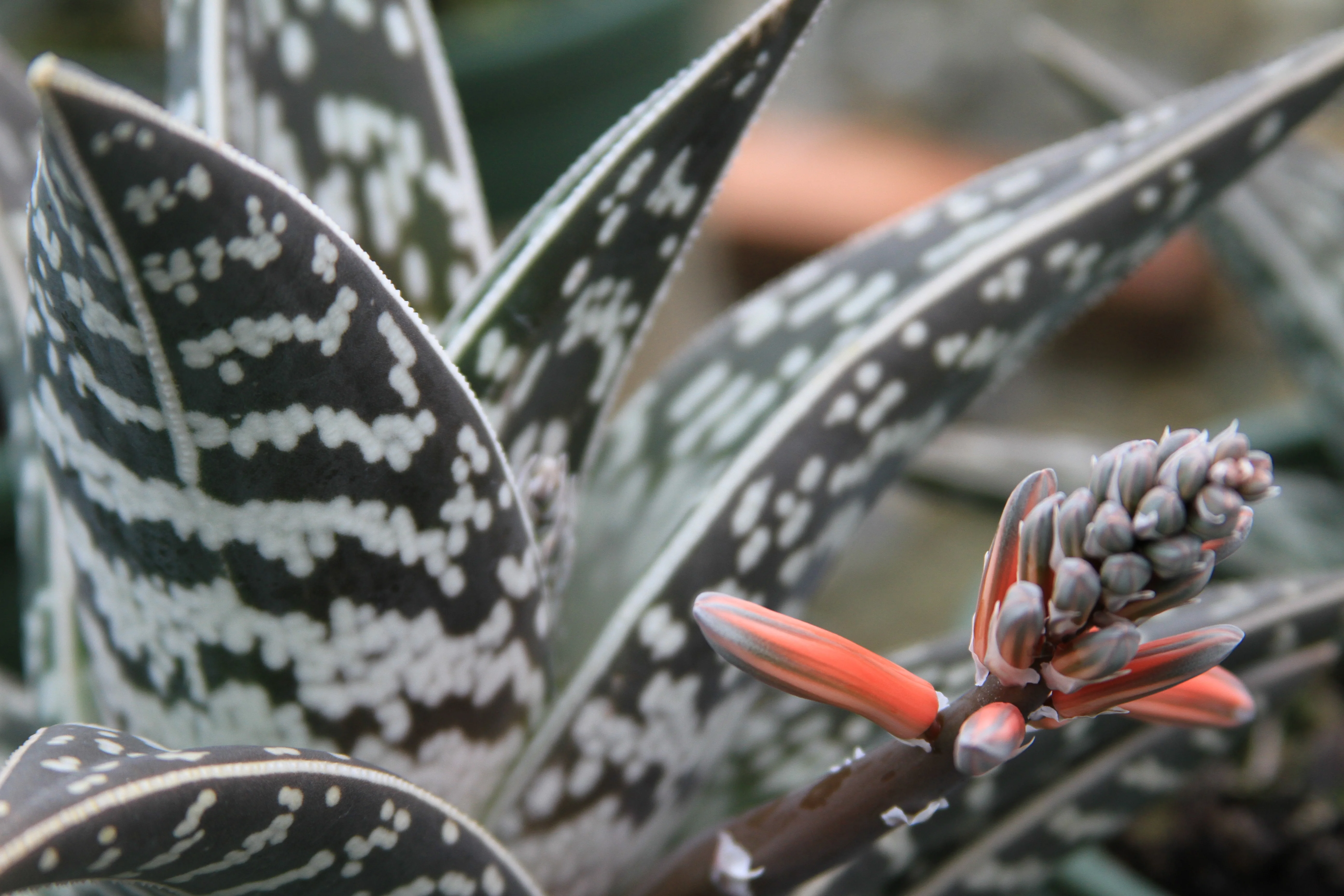 Tiger Aloe
