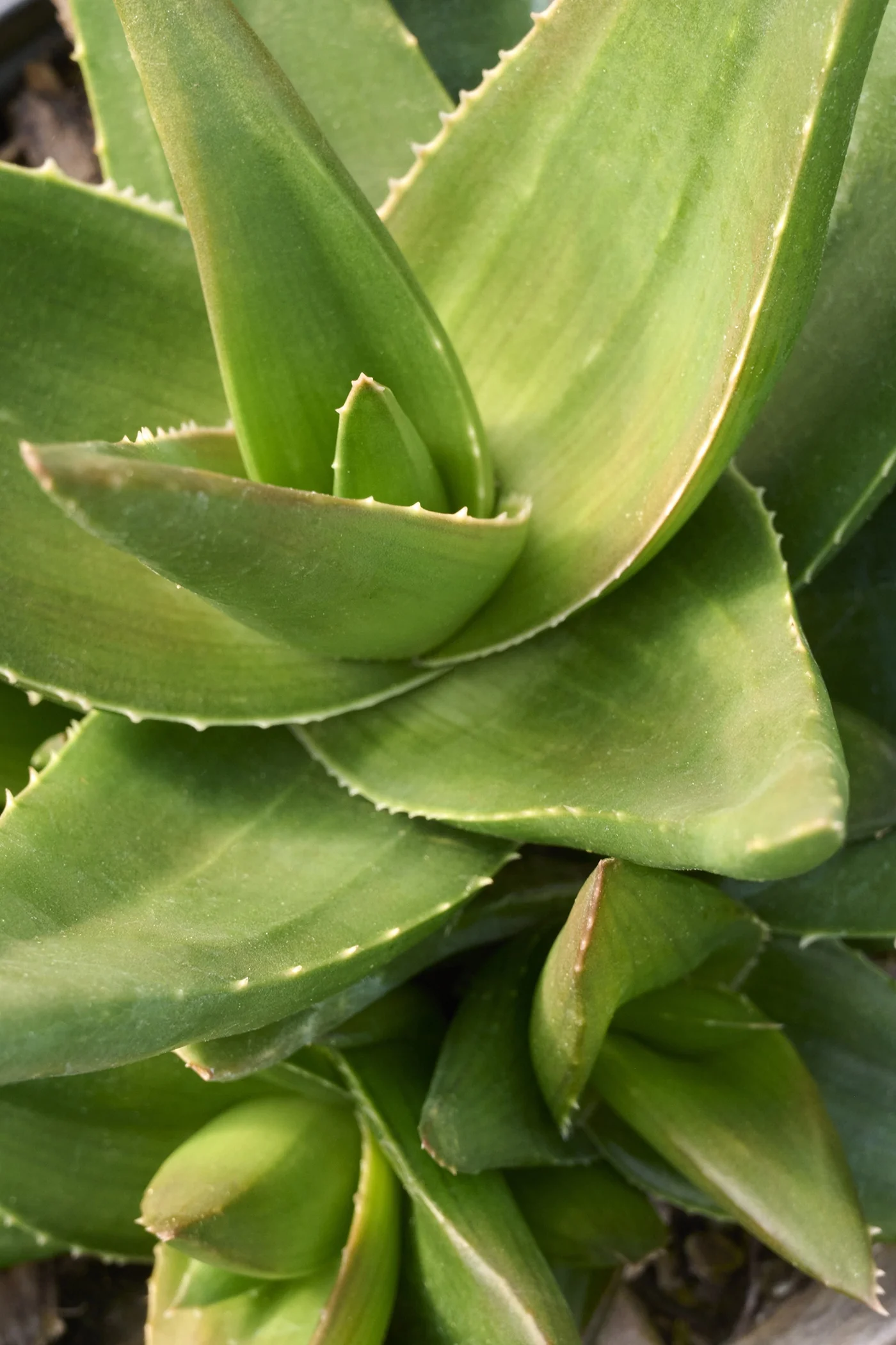 West Jogoo Haworthia 3 West Jogoo Haworthia