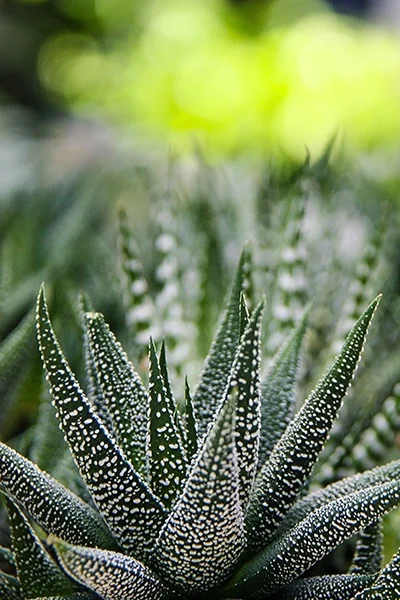 Zebra Plant 1 Zebra Plant