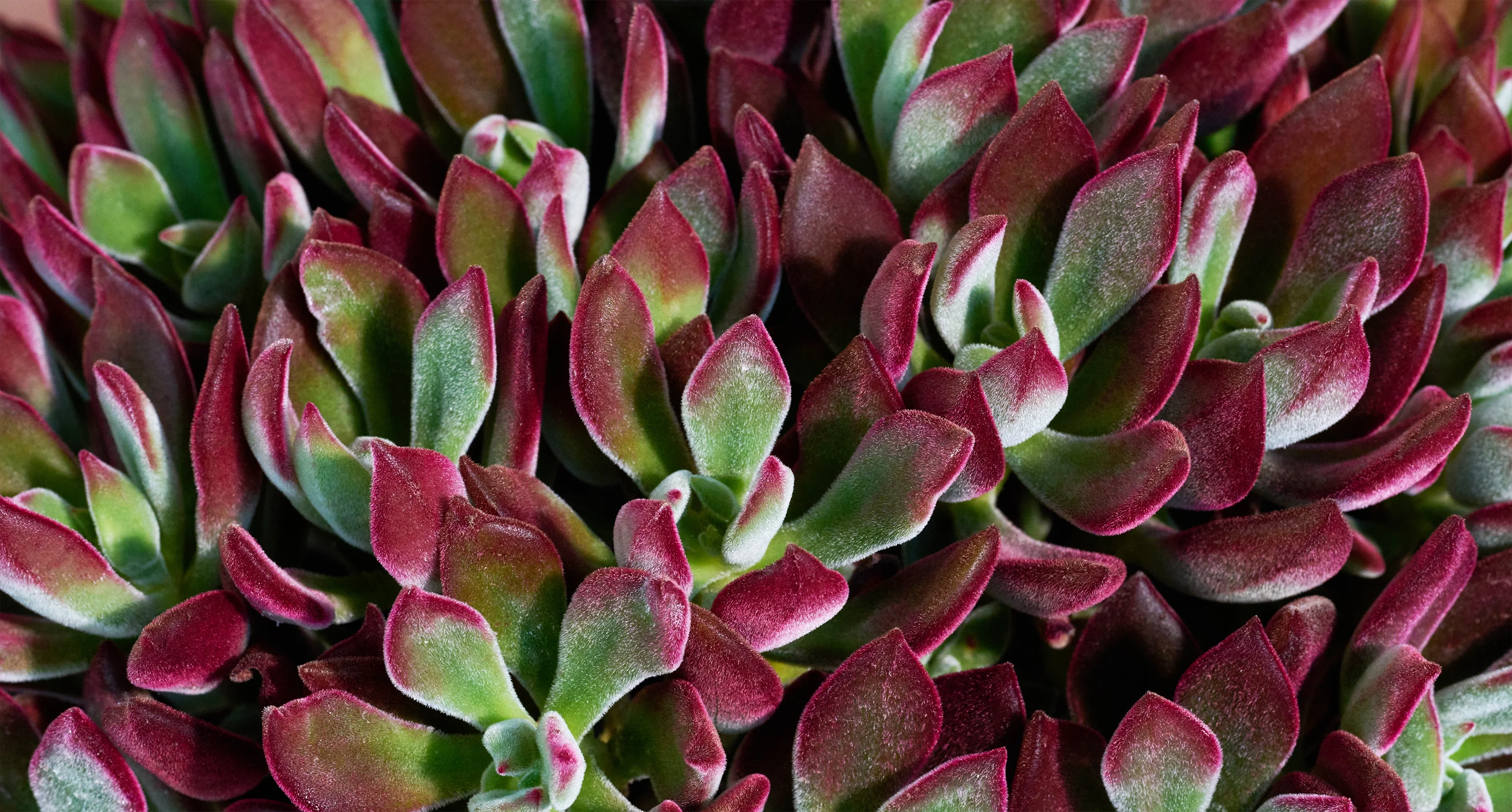 Devotion® Echeveria 2 Devotion® Echeveria