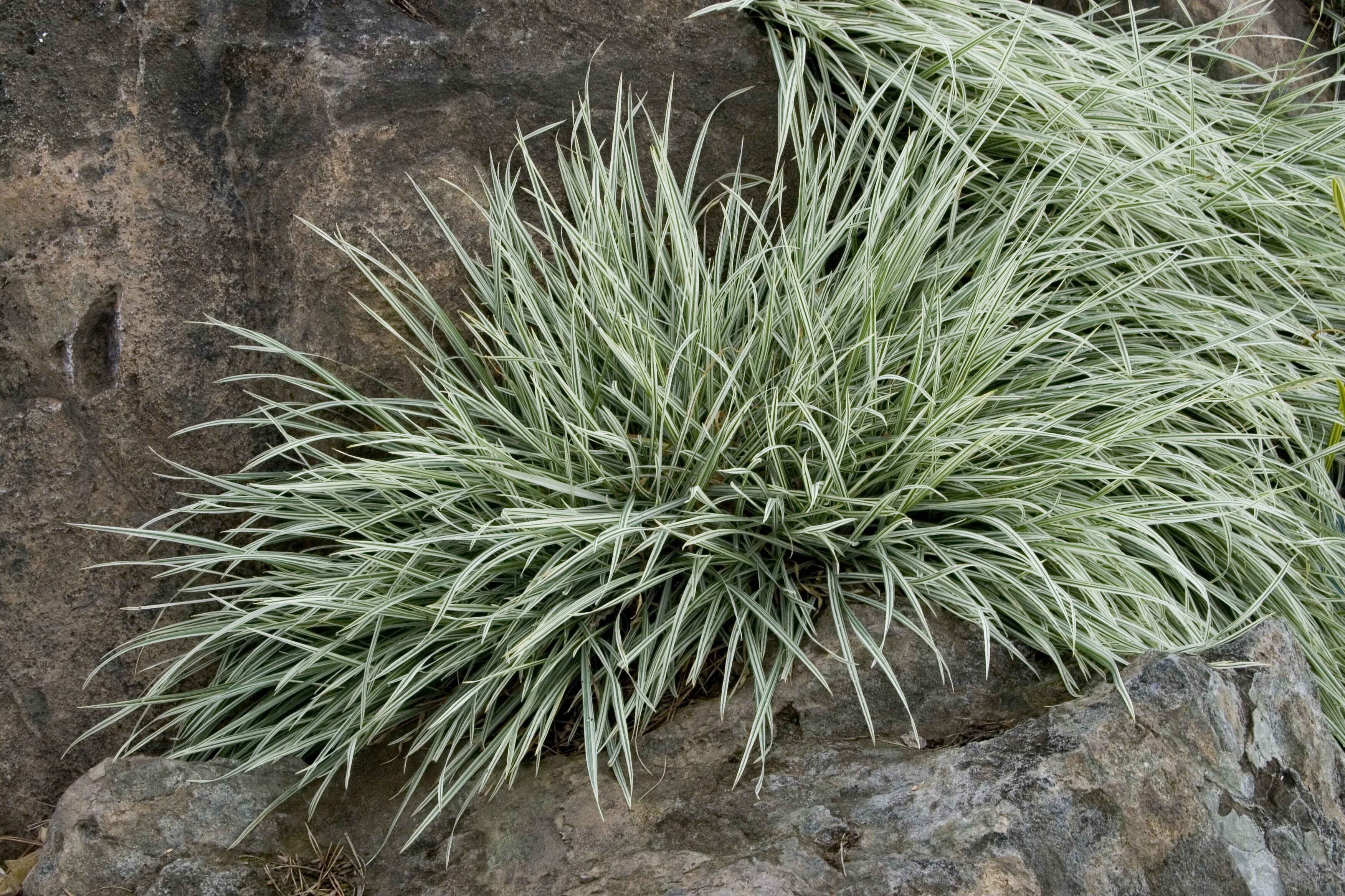 Bulbous Oat Grass