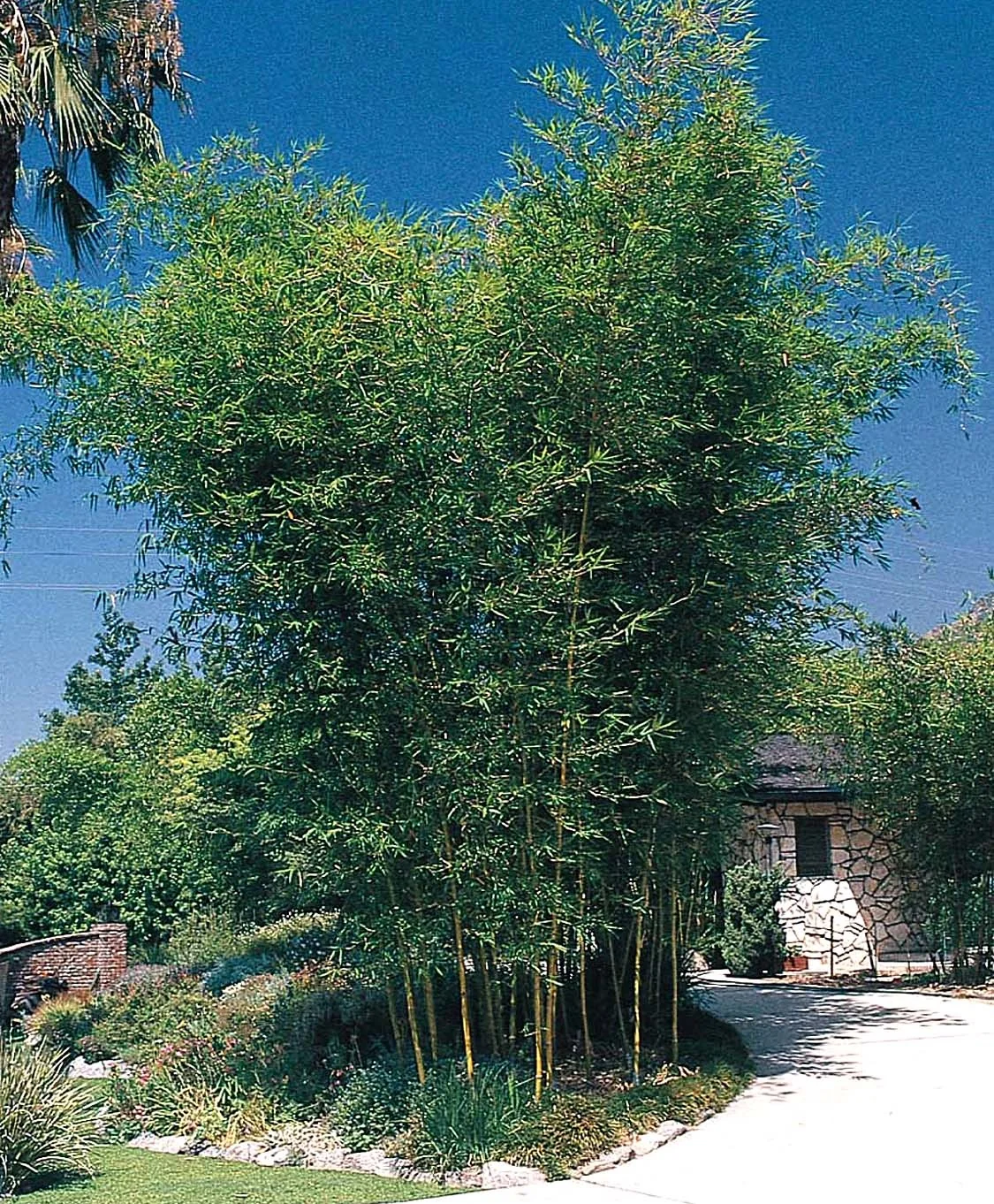 Punting Pole Bamboo