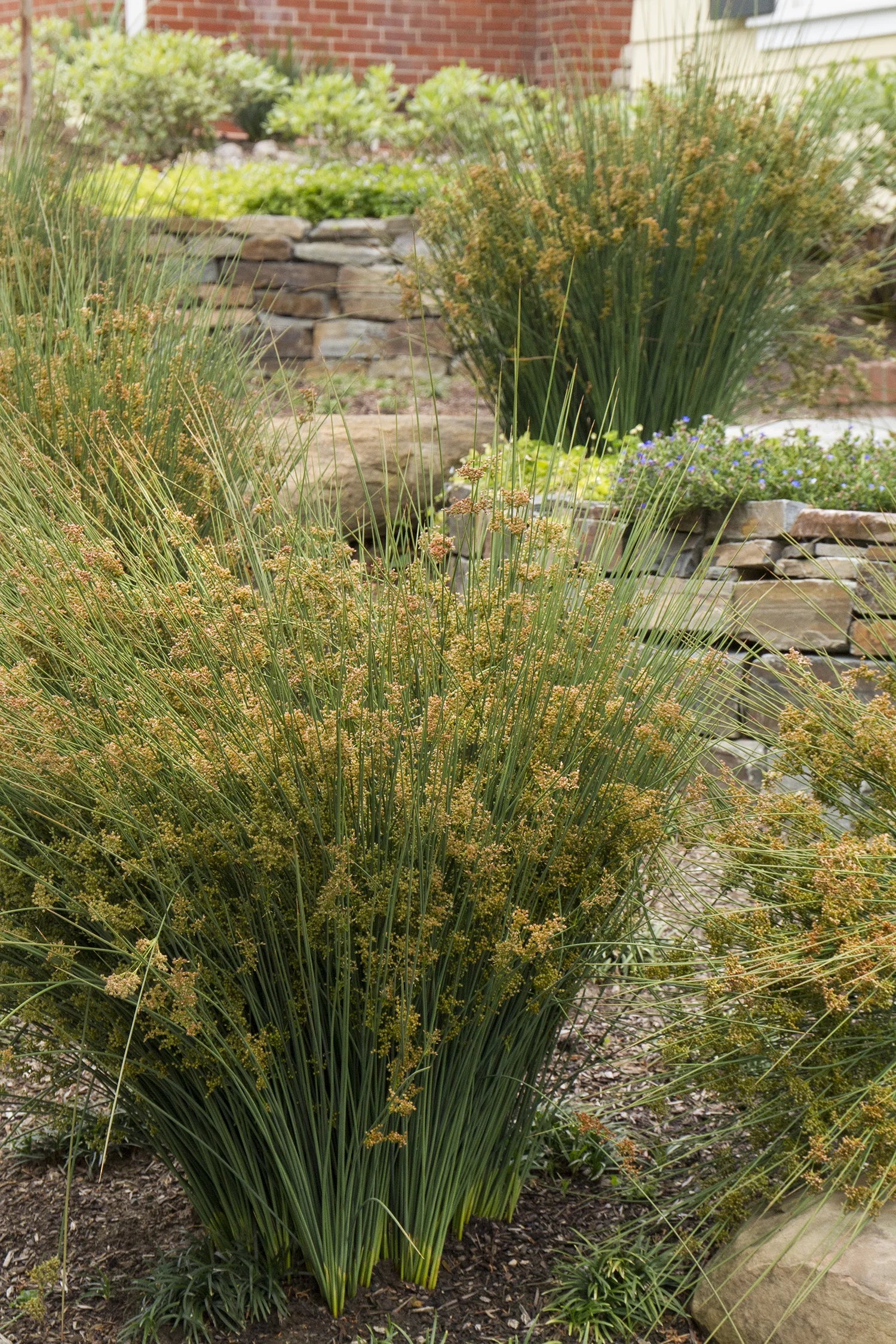 European Meadow Rush