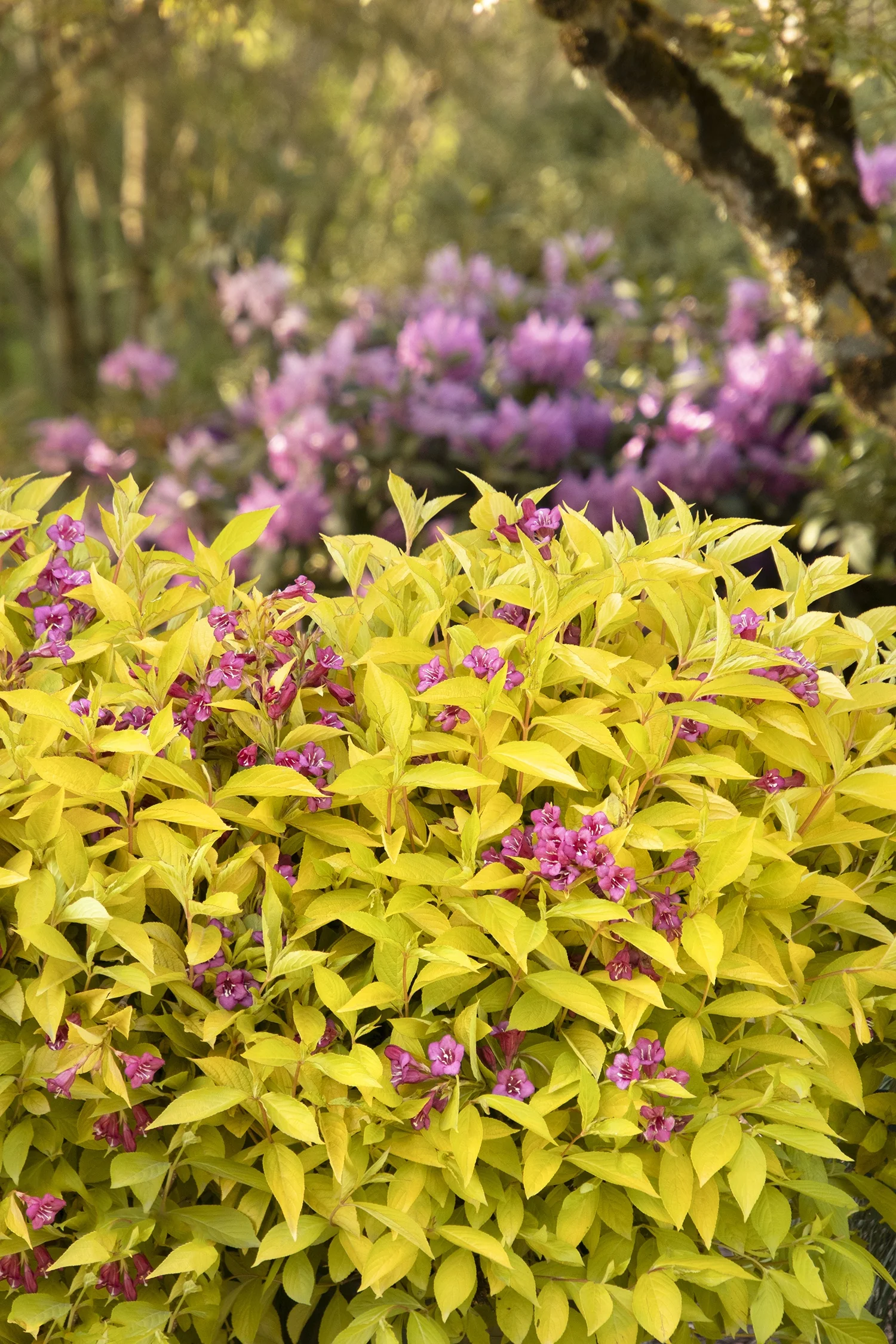 Golden Jackpot® Weigela