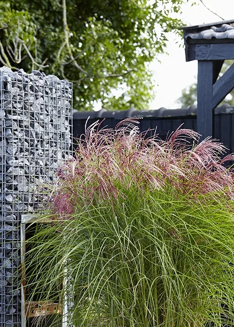 Red Cloud® Maiden Grass