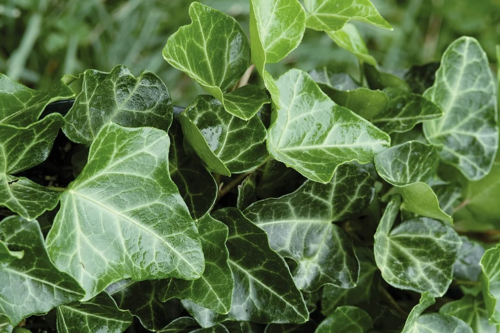 Thorndale English Ivy