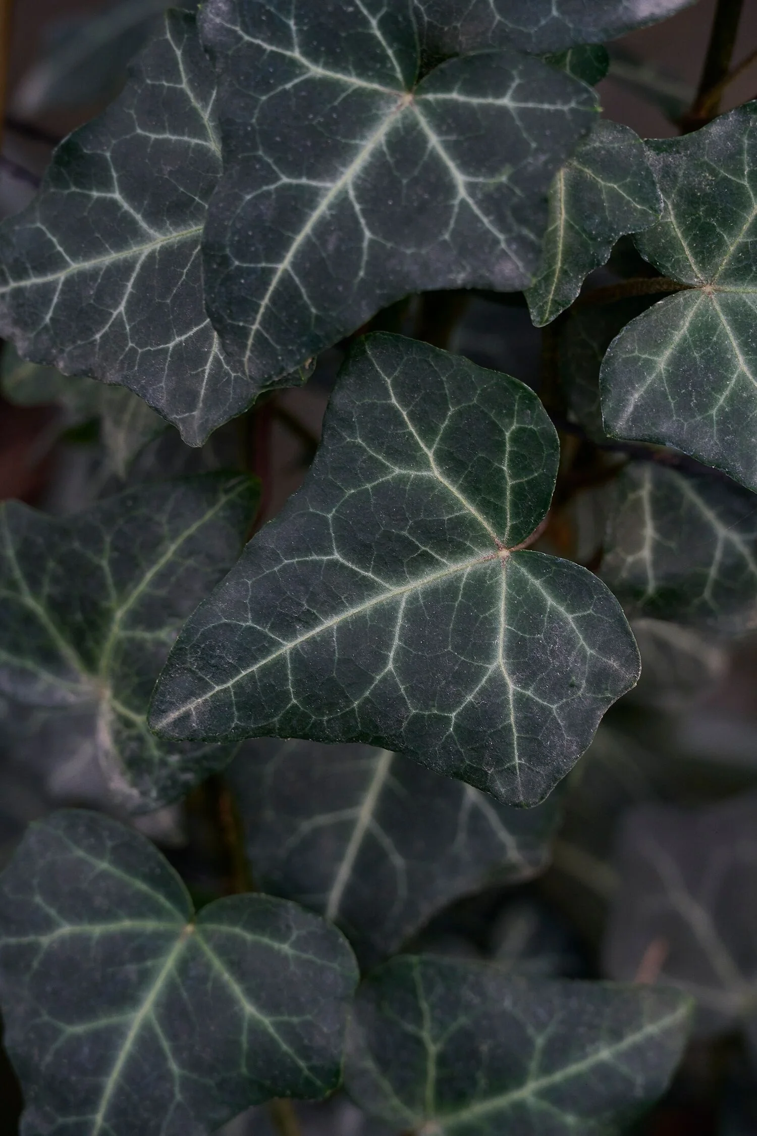 Thorndale English Ivy