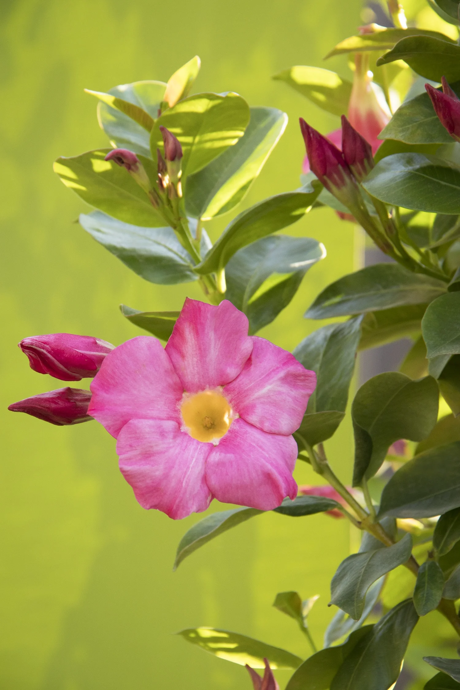 Red Riding Hood Mandevilla